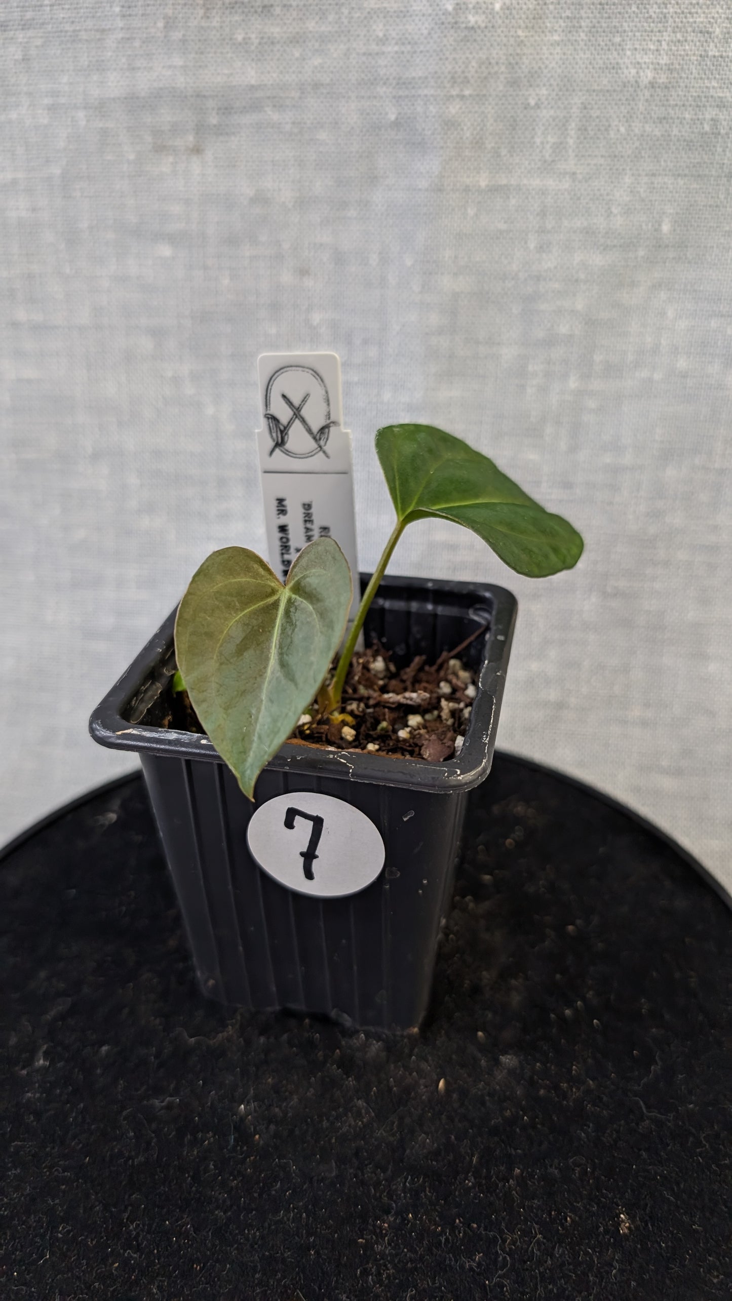 Anthurium Regale 'Dream Catcher' x Mr. Worldwide
