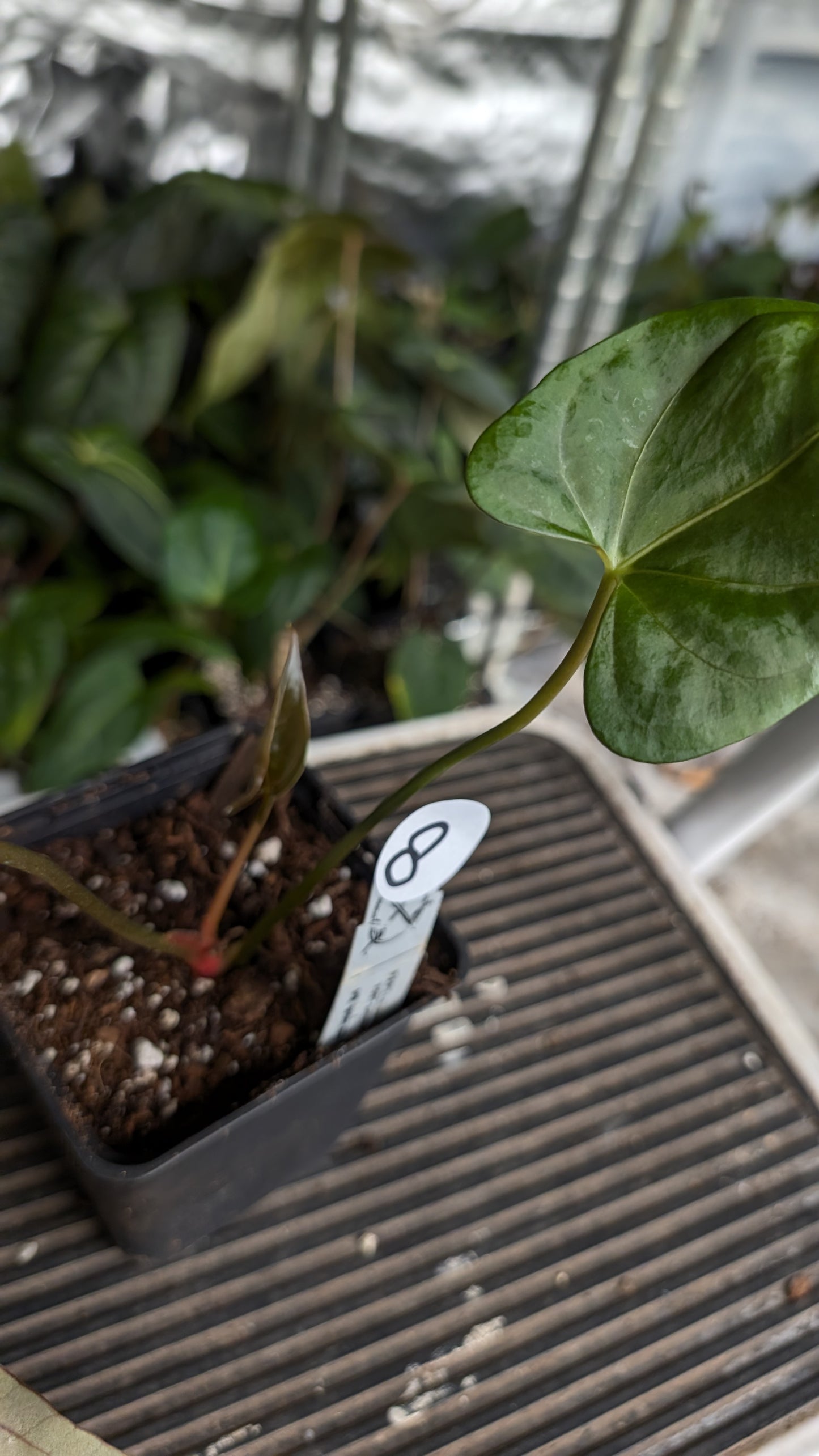 Anthurium Papillilaminum 'Fort Sherman' x Mr. Worldwide