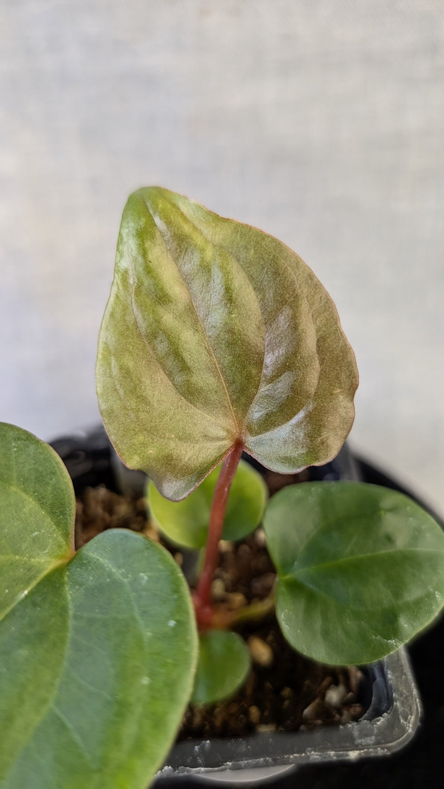 Anthurium Sp. Silver Peru Wide Sinus x Papillilaminum 'Fort Sherman'