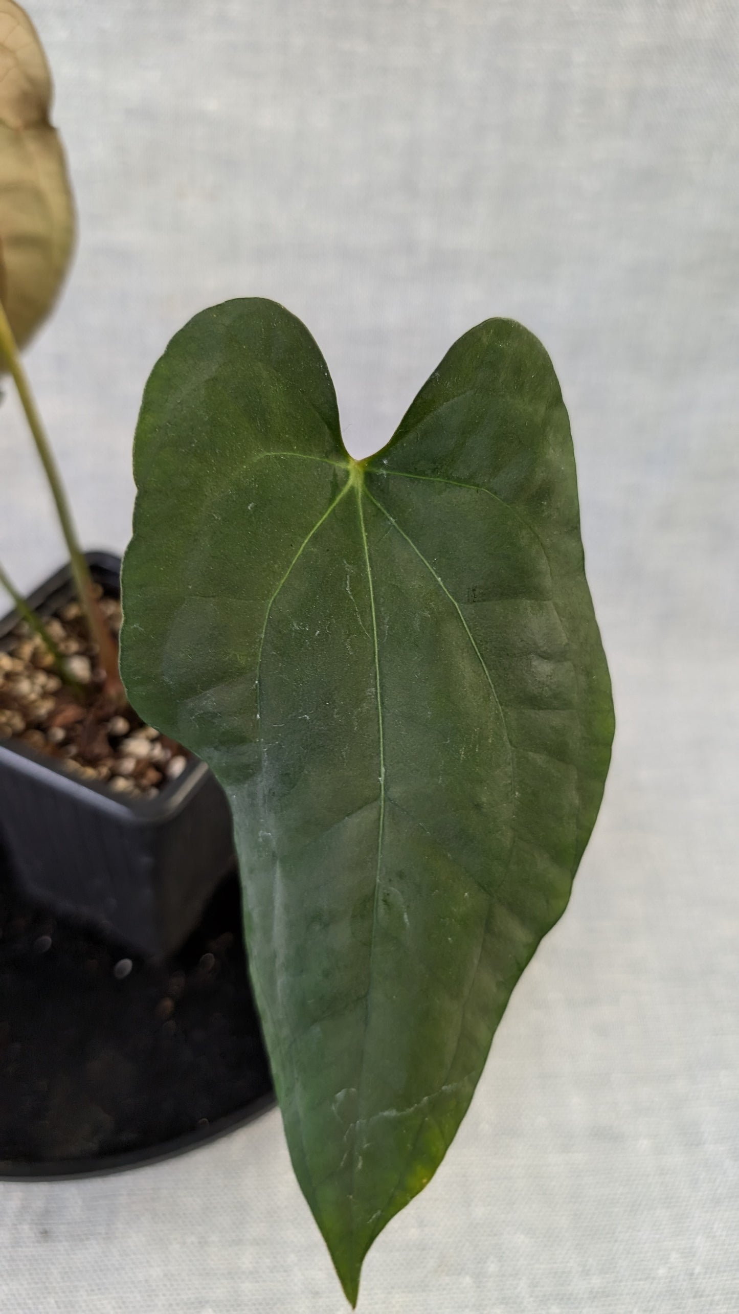 Anthurium Papillilaminum 'Daniel' x Ace of Spagetii