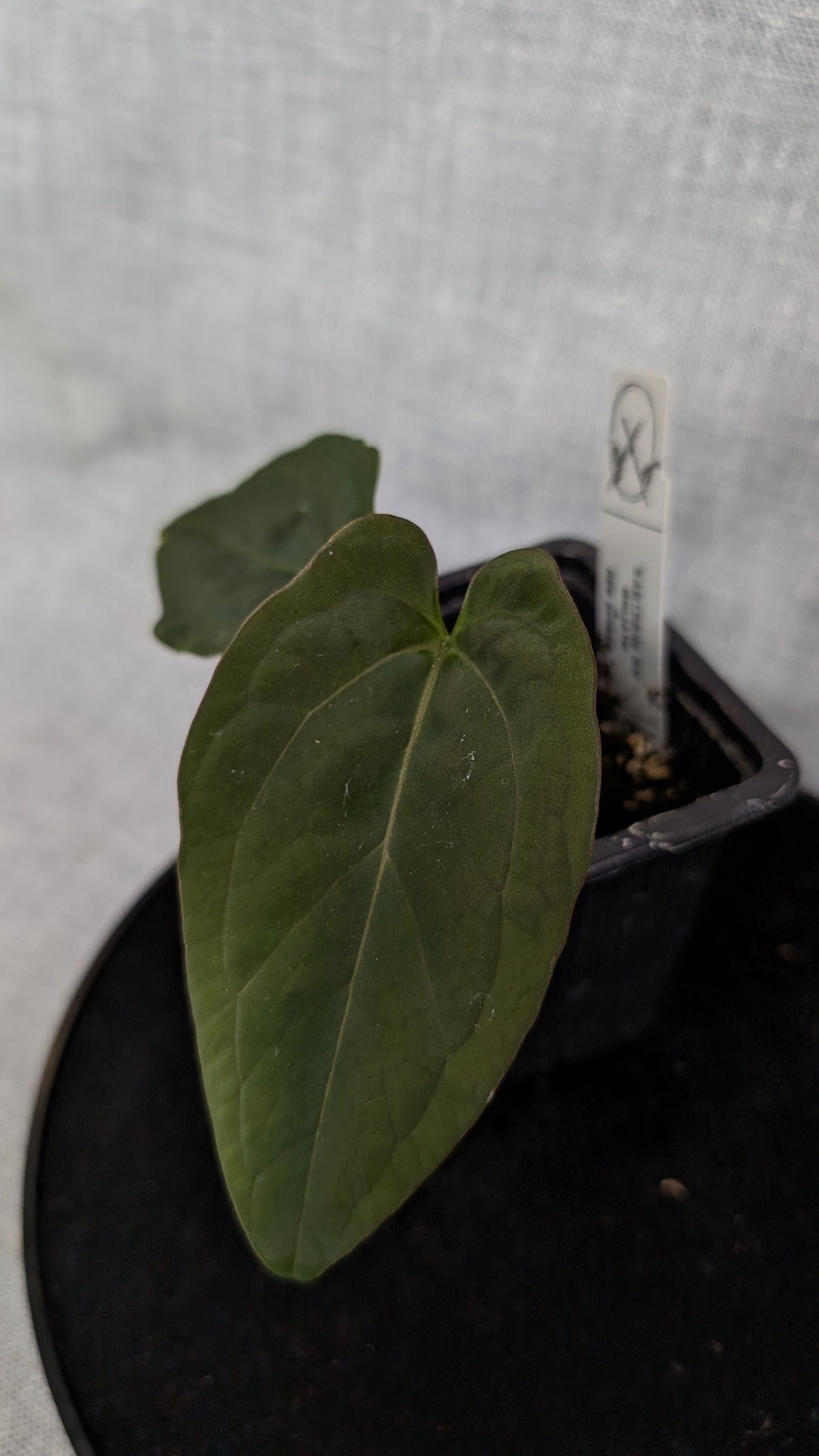 Anthurium Goliath x Red Spider
