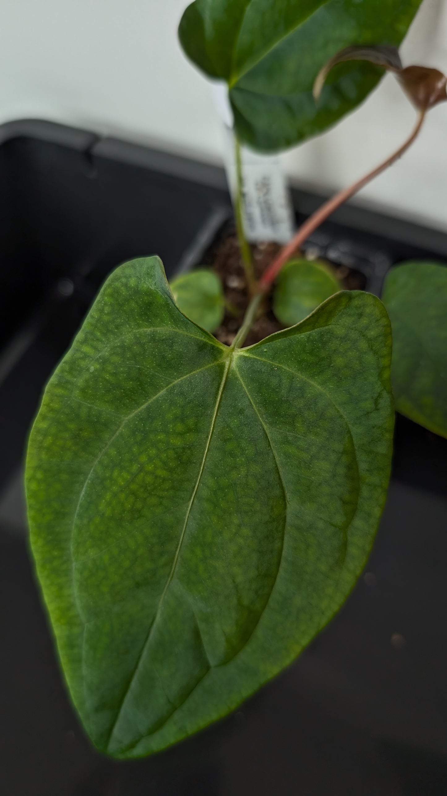 Anthurium Papillilaminum 'Fort Sherman' x Mr. Worldwide