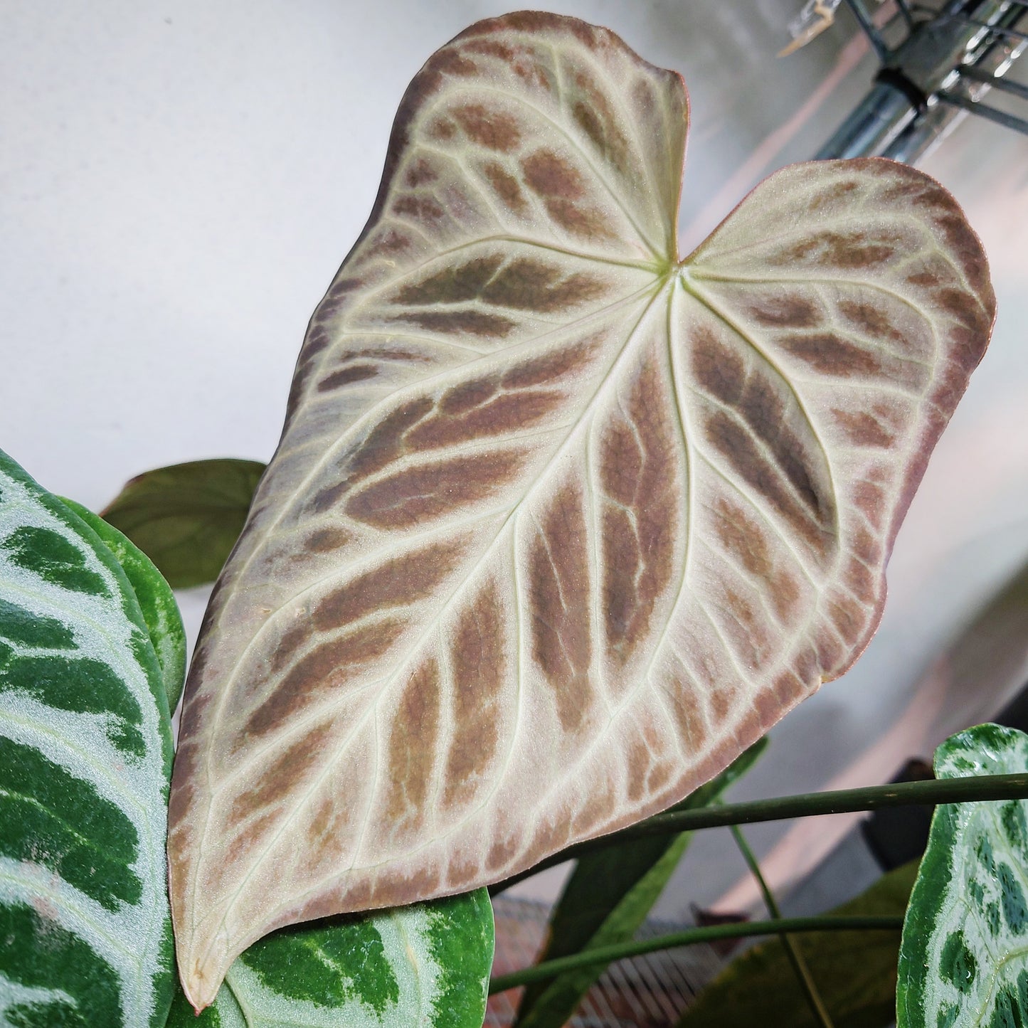Anthurium Regale 'Dream Catcher' x 'Silver Shield'