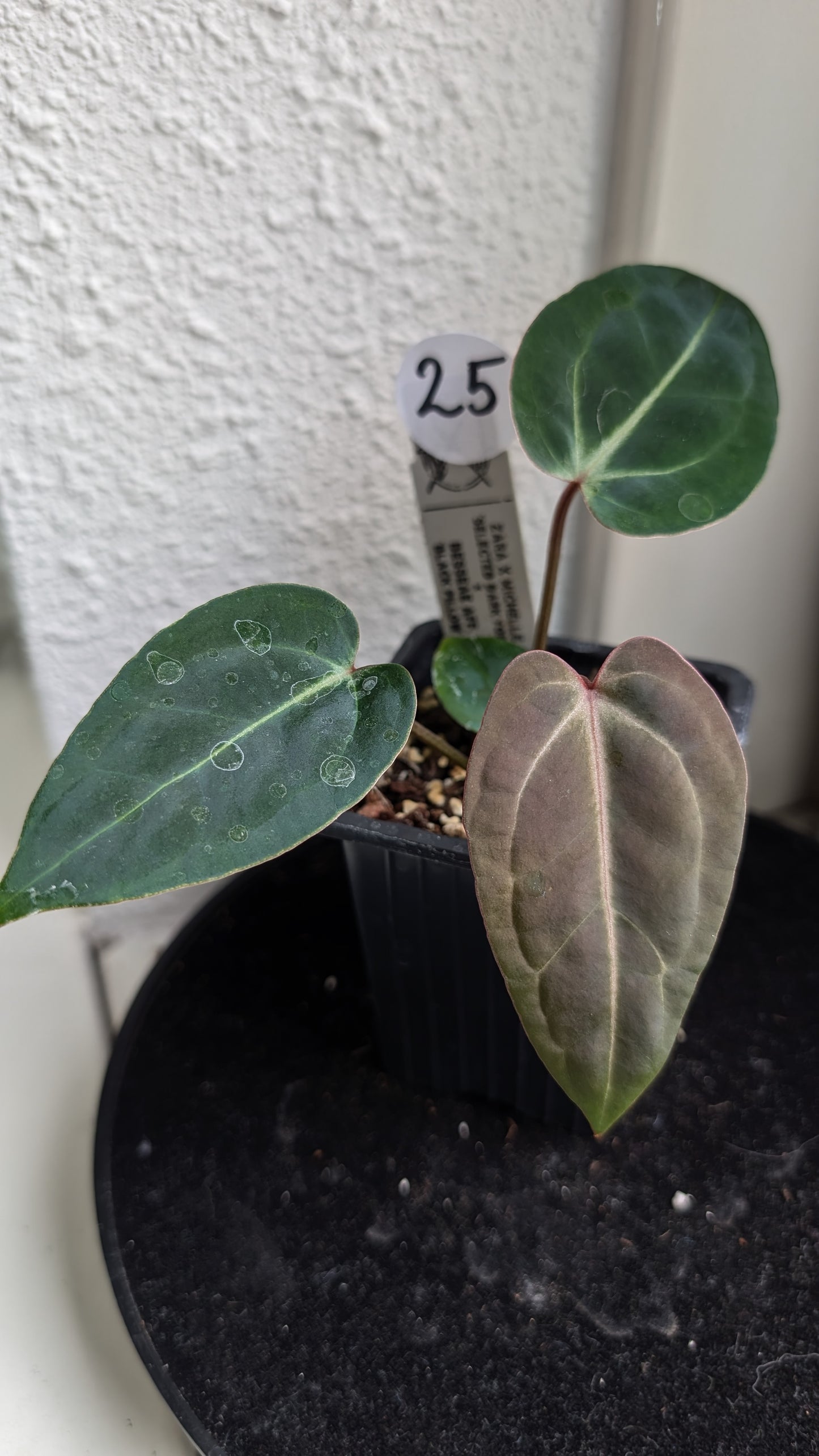 Anthurium Doc Block Zara x Michelle 'Selected Dark Form' x Besseae aff. 'Black Pillow'