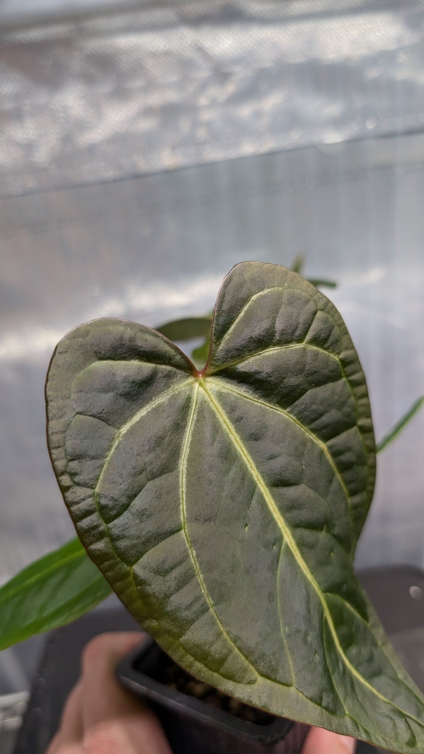 Anthurium Doc Block 'Zara' x 'Michelle' Selected Dark Form x Mr. Worldwide