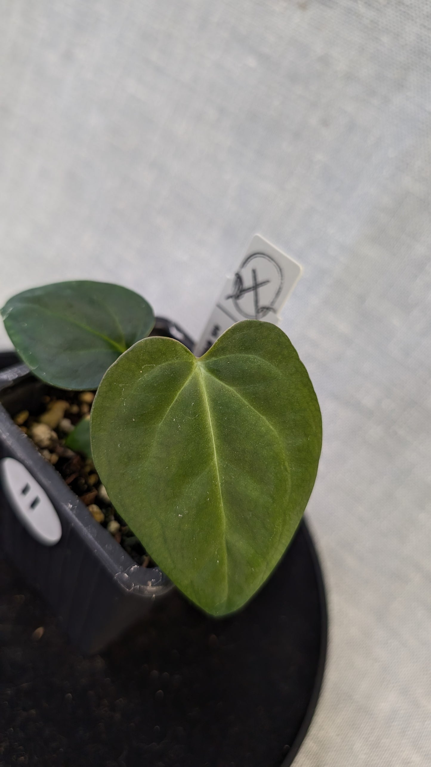 Anthurium Regale 'Dream Catcher' x Mr. Worldwide