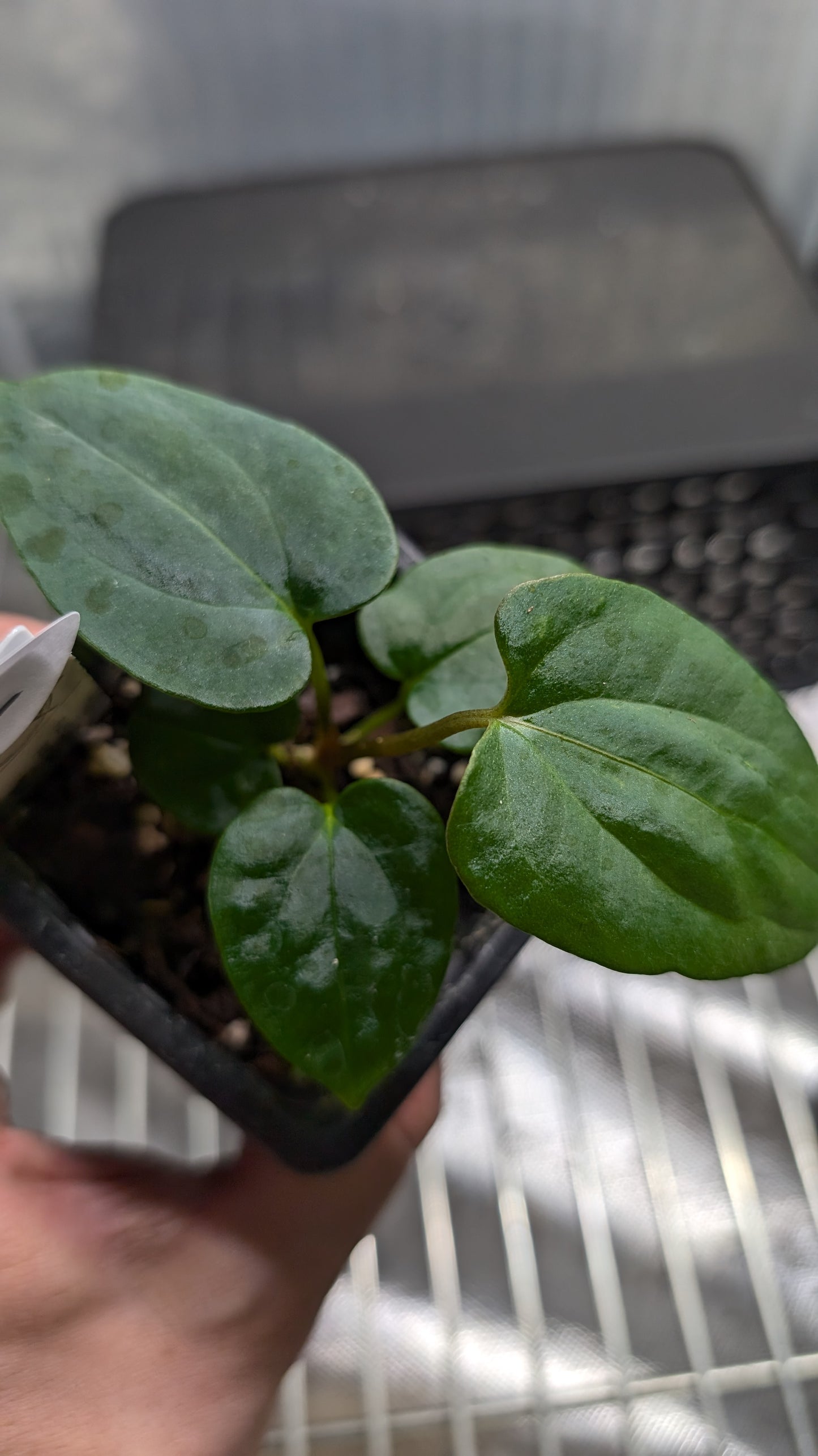 Anthurium Papillilaminum 'Fort Sherman'