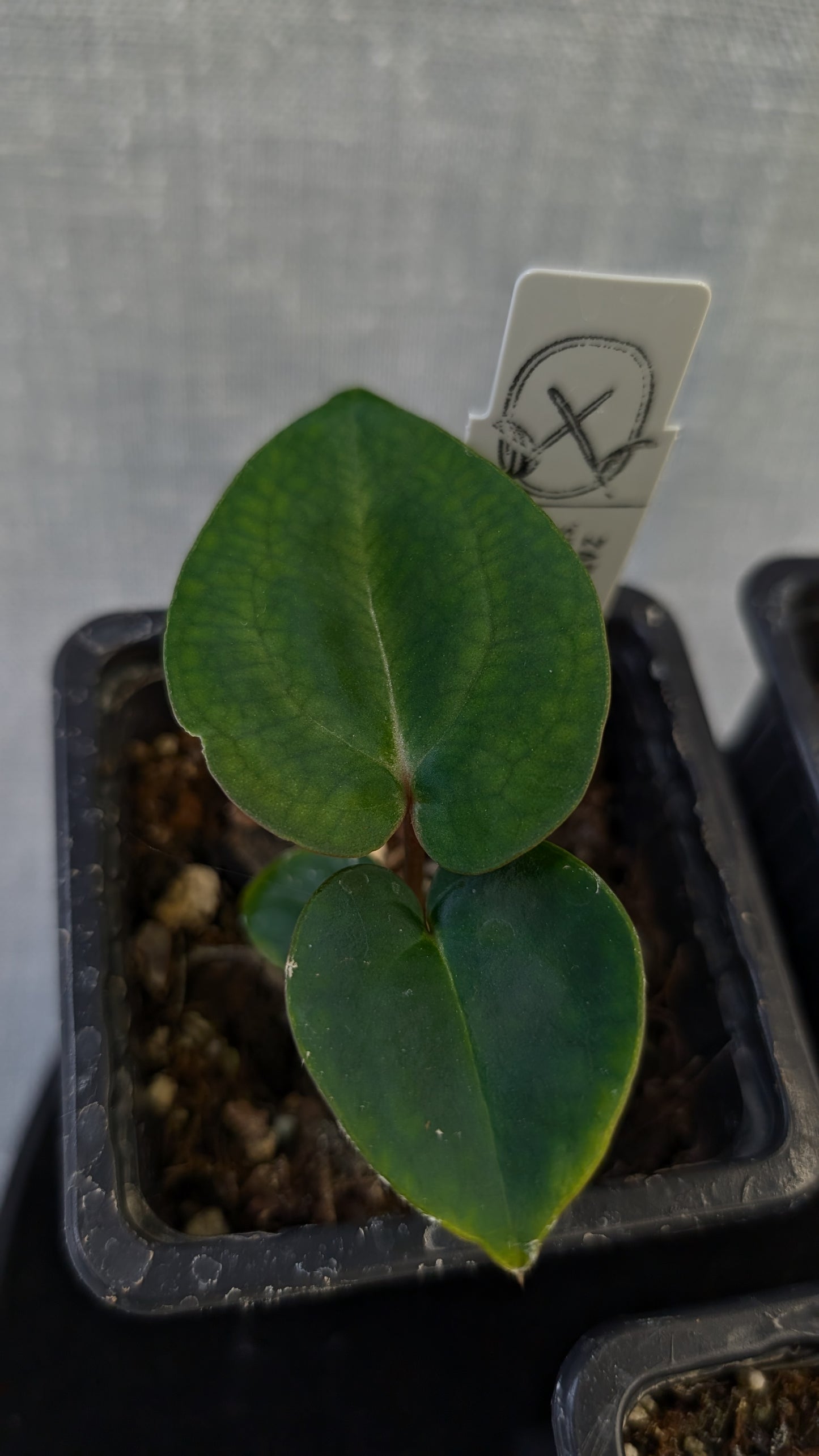Anthurium Doc Block 'Zara' x 'Michelle' Selected Dark Form x Besseae aff. 'Black Pillow'