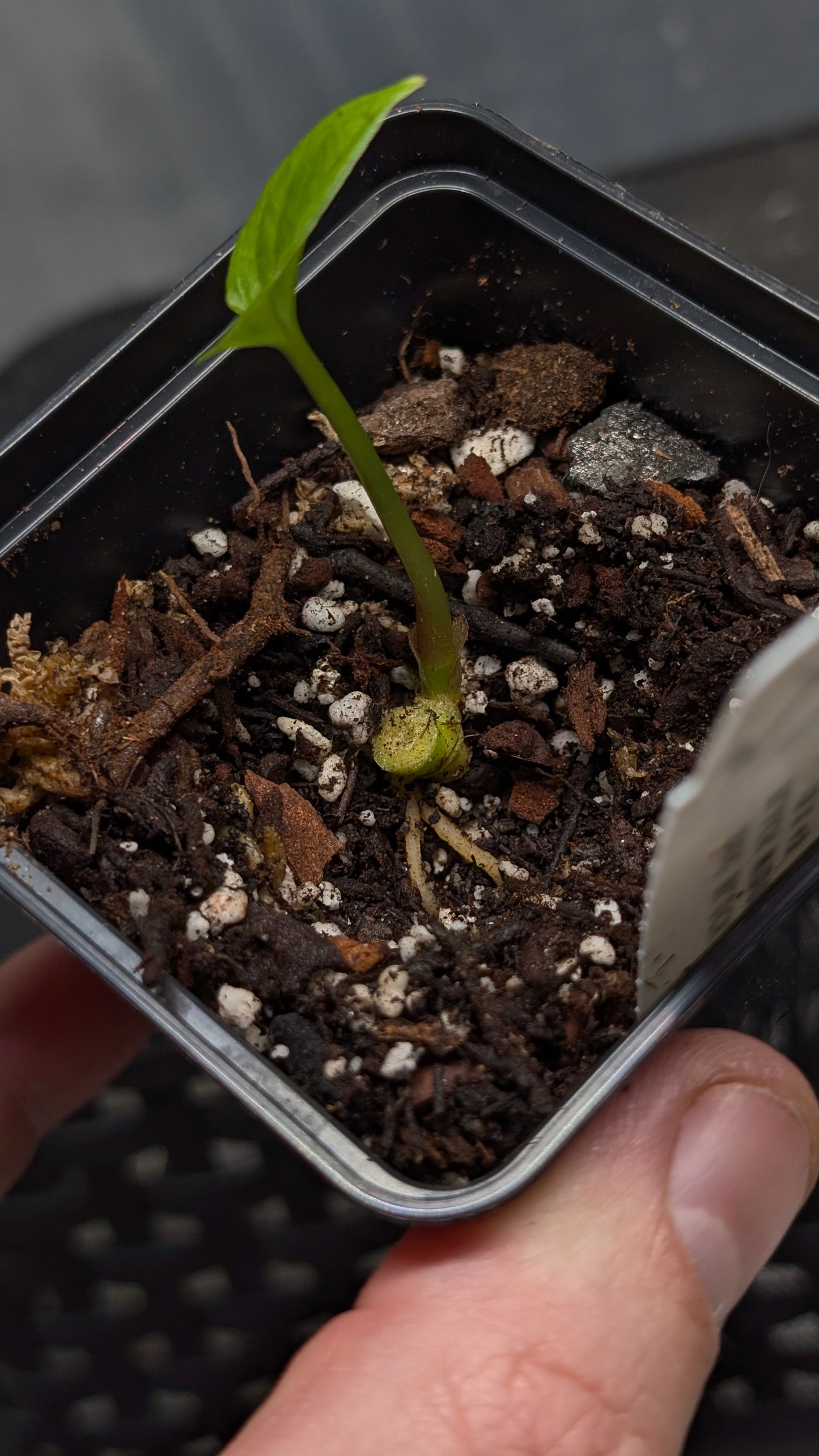 Anthurium Black Widow 13 x 43 clone