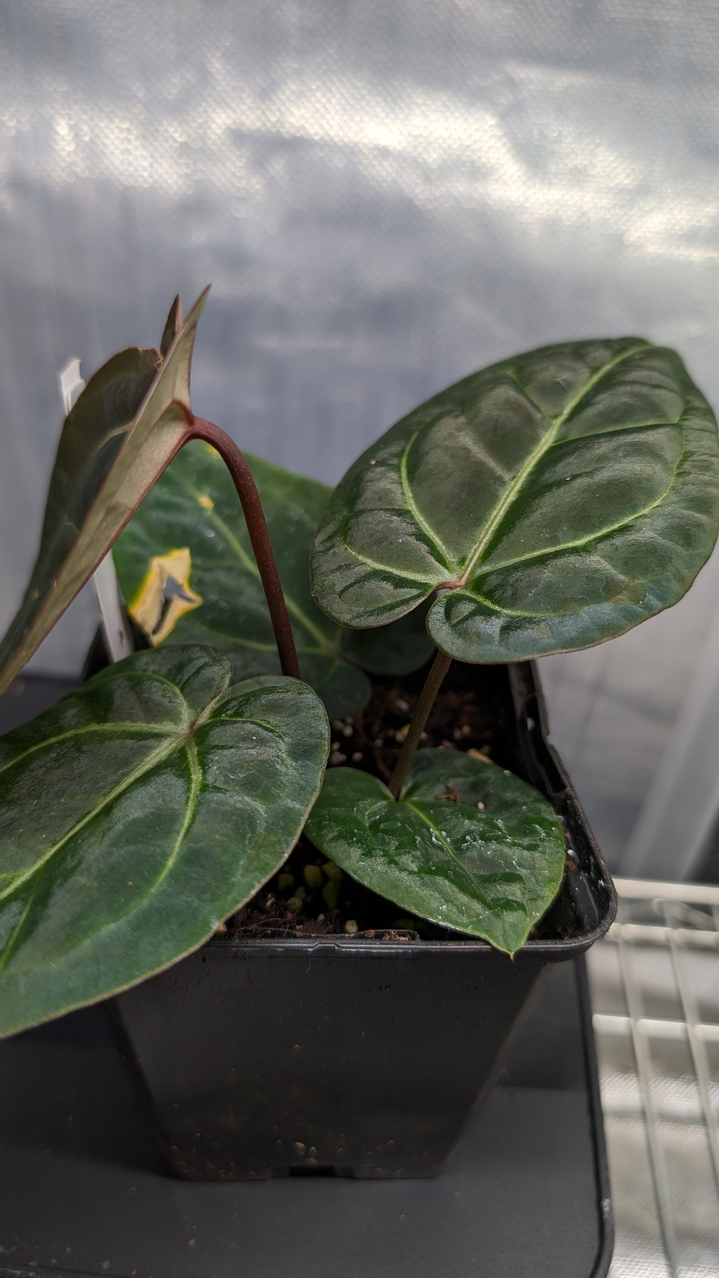 Anthurium Doc Block Zara x Michelle 'Selected Dark Form' x Besseae aff. 'Black Pillow'
