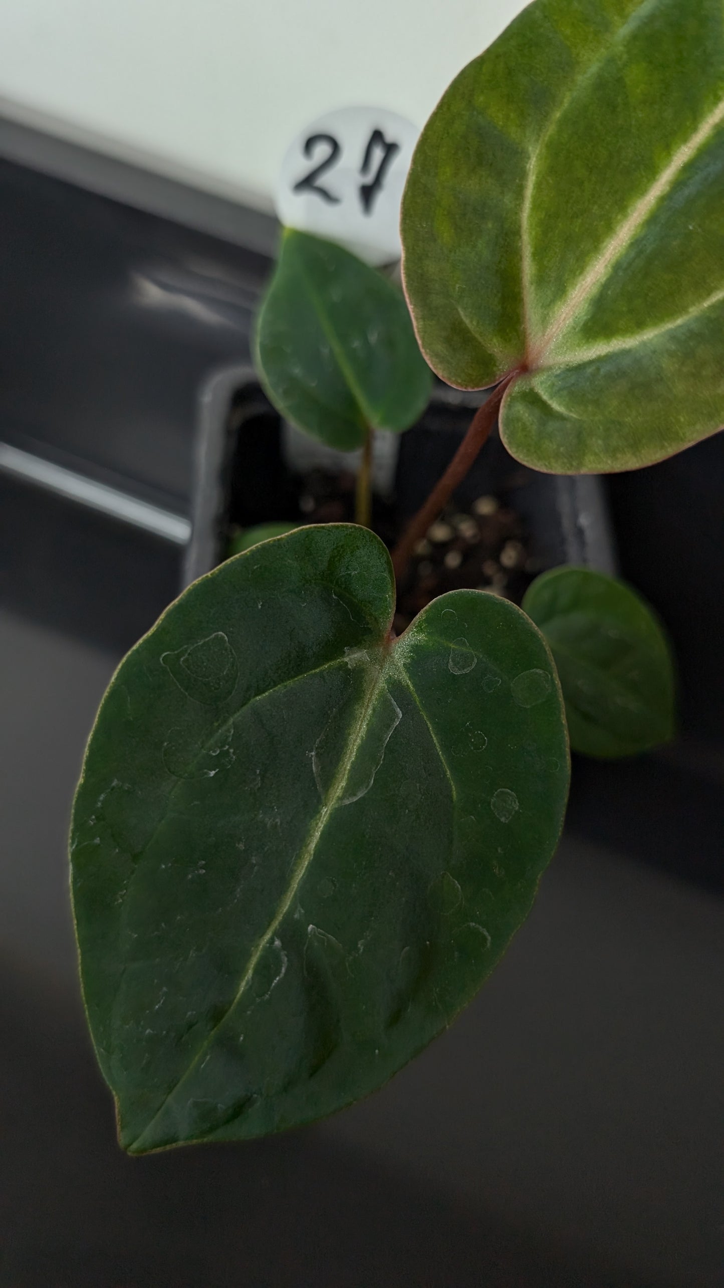 Anthurium Doc Block Zara x Michelle 'Selected Dark Form' x Besseae aff. 'Black Pillow'