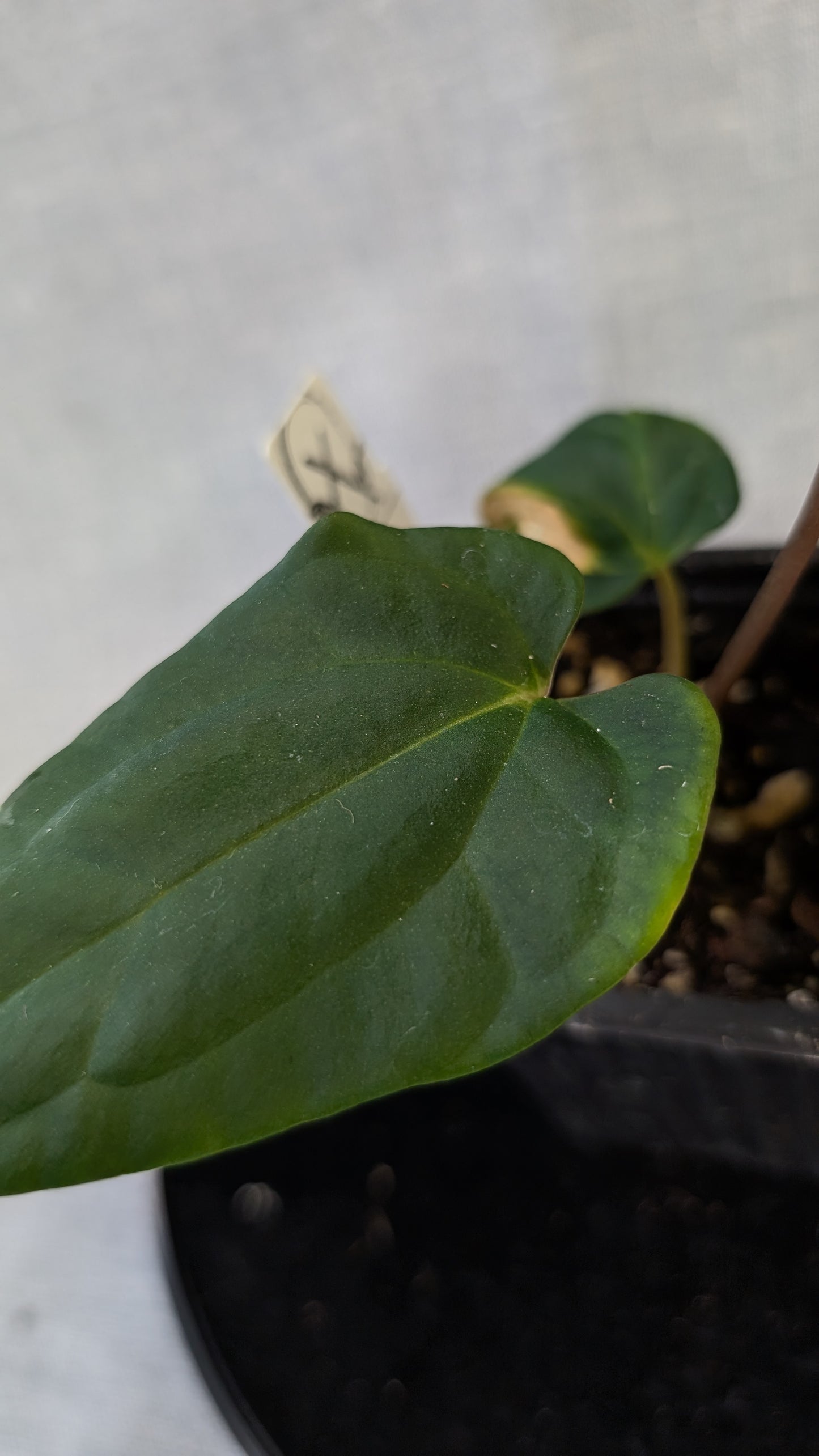 Anthurium Besseae aff 'Black Pillow' x Papillilaminum 'Fort Sherman' seedlings
