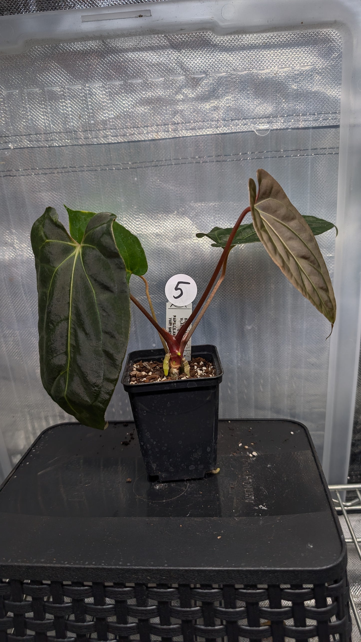 Anthurium Besseae aff 'Black Pillow' x Papillilaminum 'Fort Sherman' seedlings