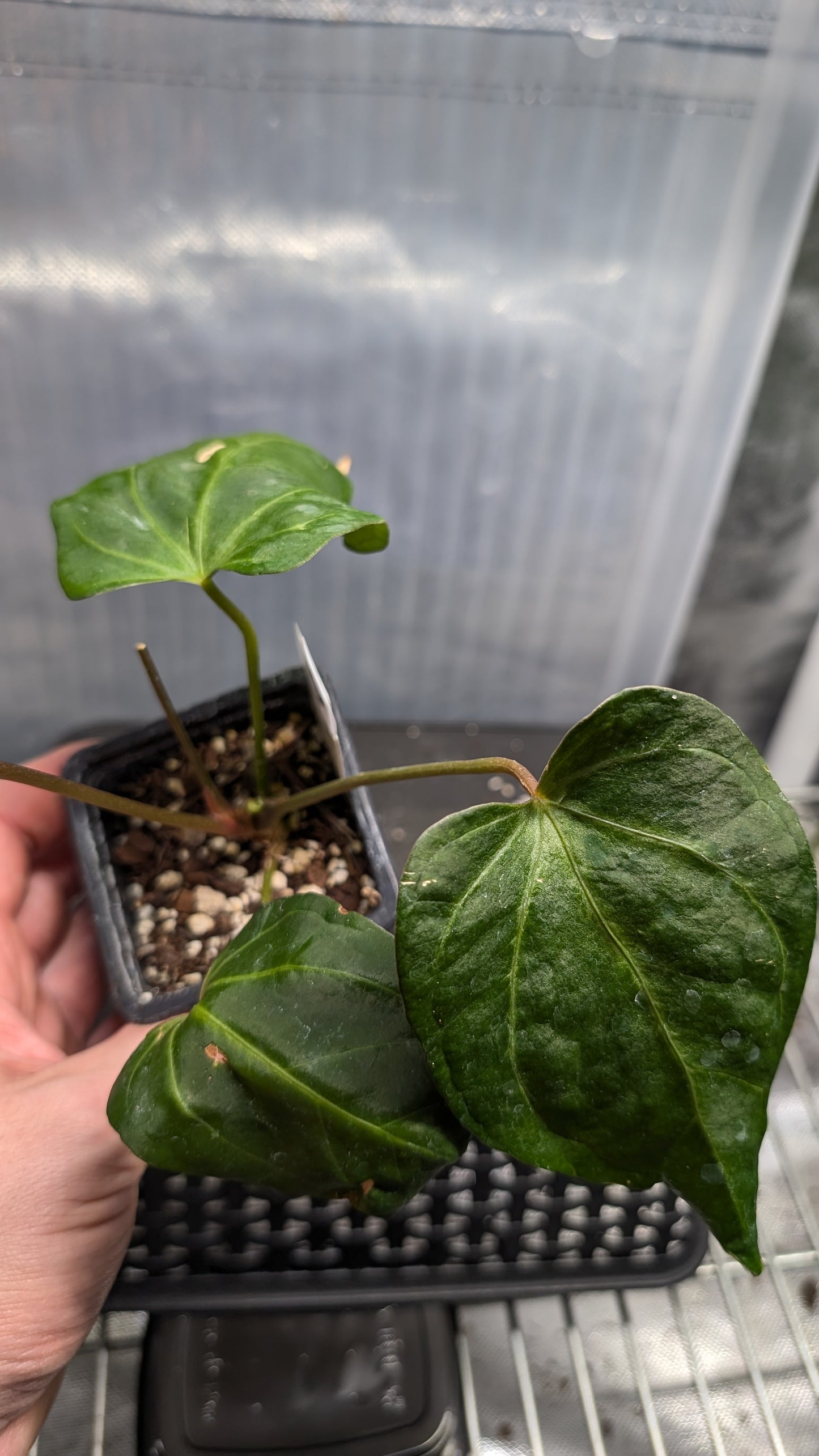 Anthurium Doc Block 'Zara' x 'Michelle' Selected Dark Form x Mr. Worldwide