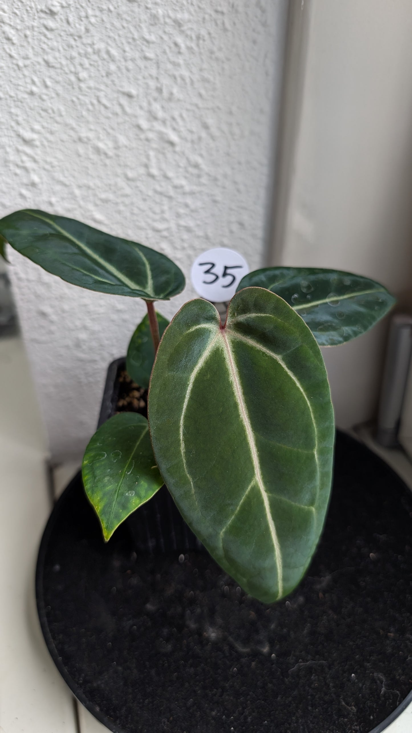 Anthurium Doc Block Zara x Michelle 'Selected Dark Form' x Besseae aff. 'Black Pillow'