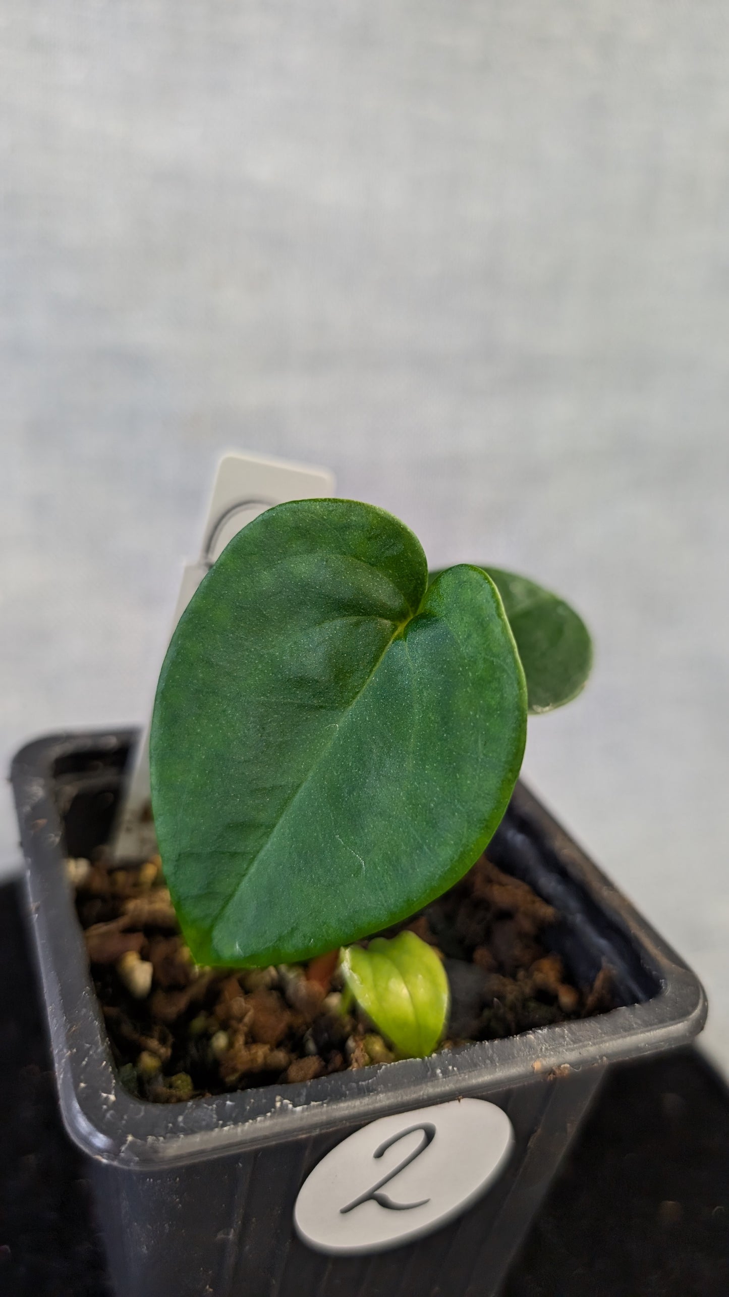 Anthurium Papillilaminum 'Daniel'