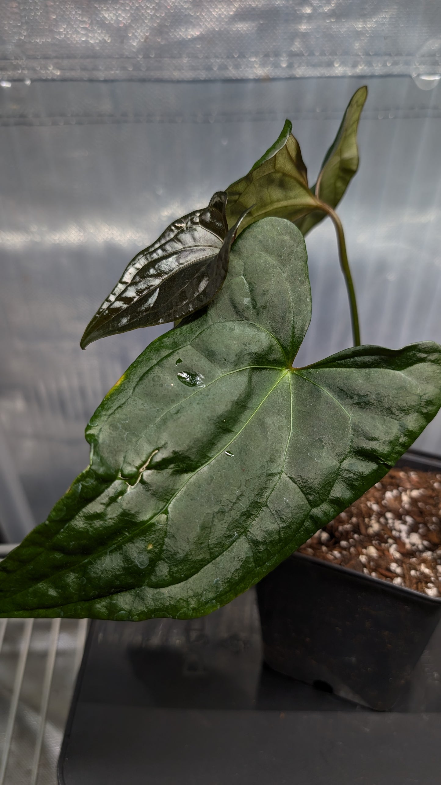 Anthurium Papillilaminum 'Daniel' x Ace of Spagetii