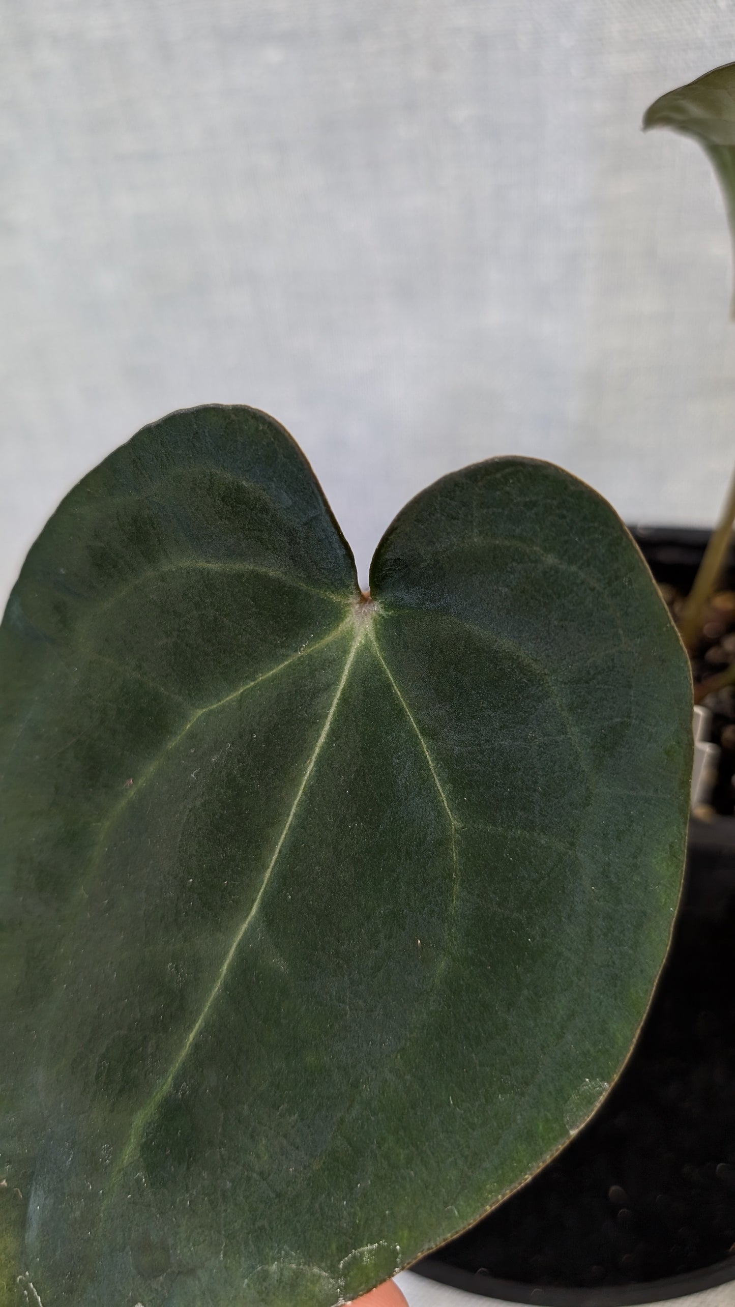 Anthurium (Carlablackiae x Dressleri Rio Guanche) X 'Ace of Spagetii'