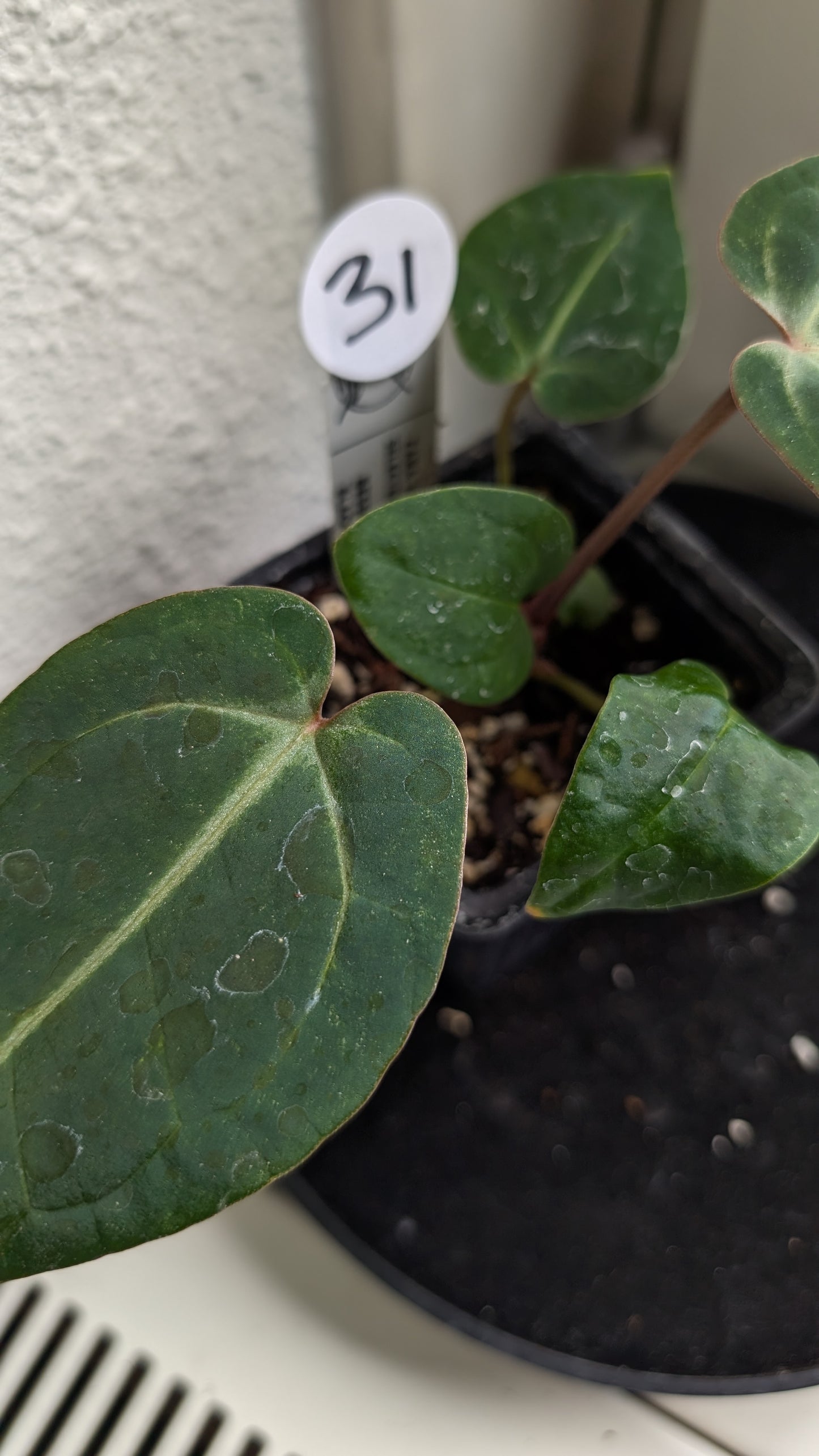 Anthurium Doc Block Zara x Michelle 'Selected Dark Form' x Besseae aff. 'Black Pillow'