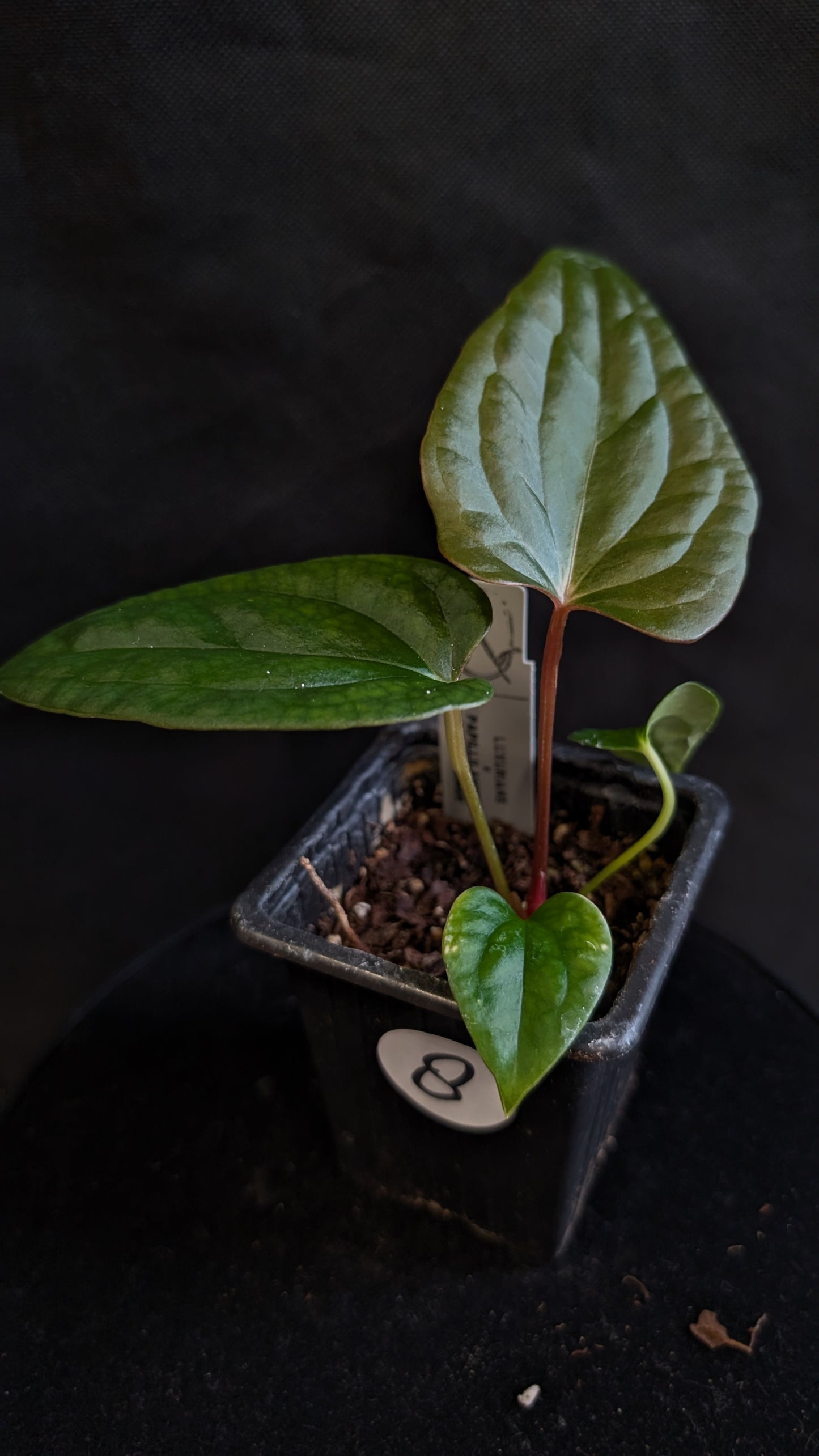 Anthurium Luxurians x Papillilaminum 'Fort Sherman'