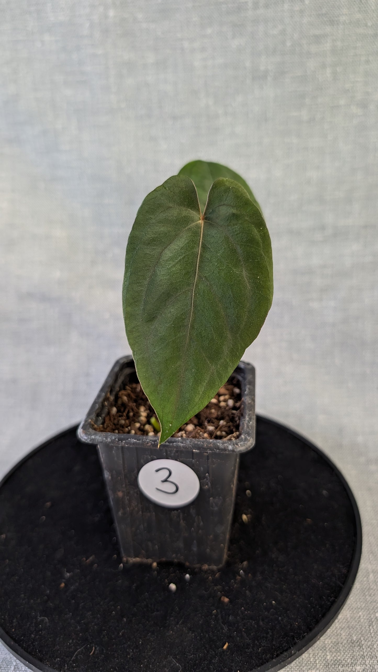 Anthurium Papillilaminum 'Daniel'