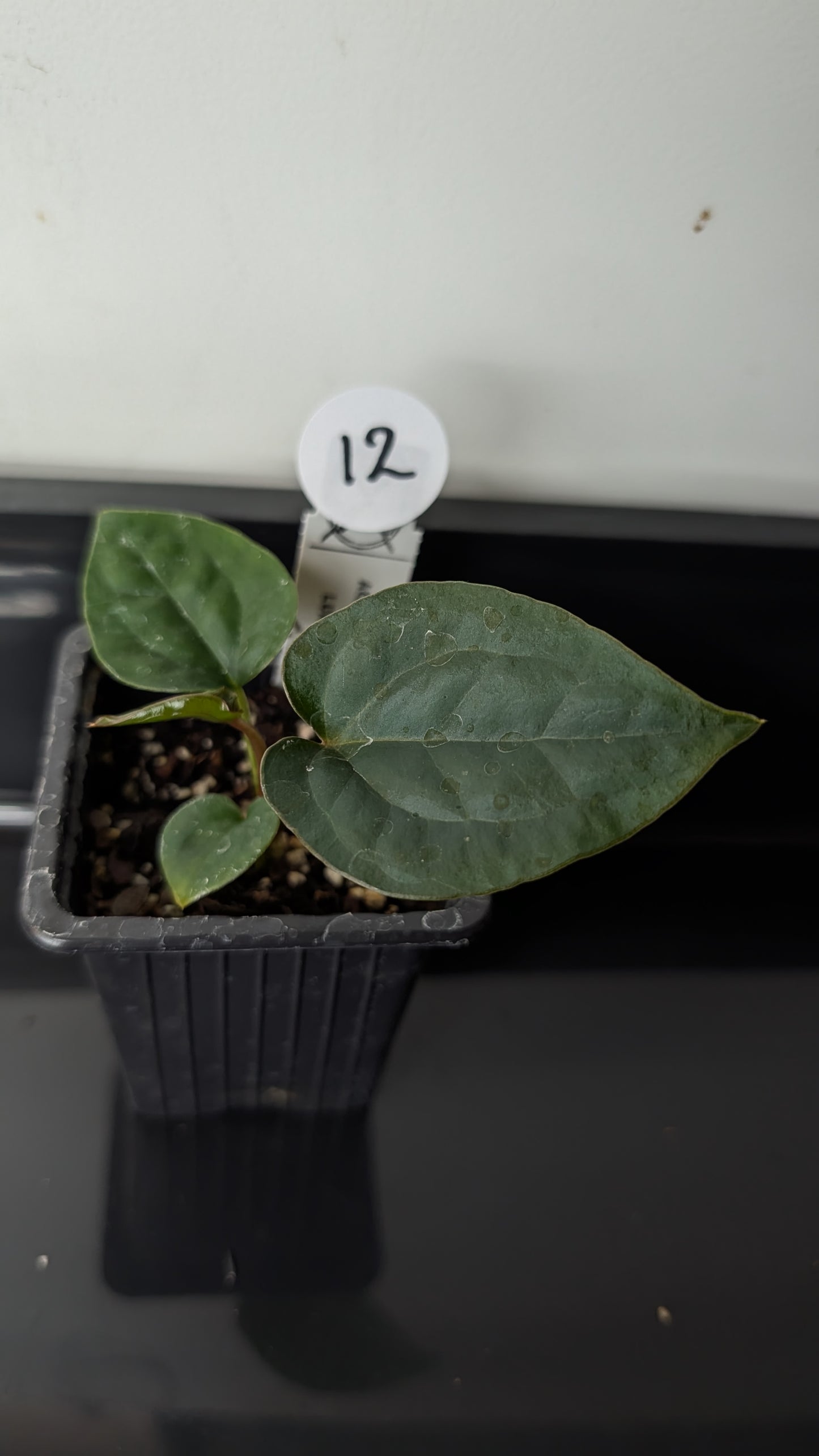 Anthurium 'Ace of Spagetii' x Luxurians