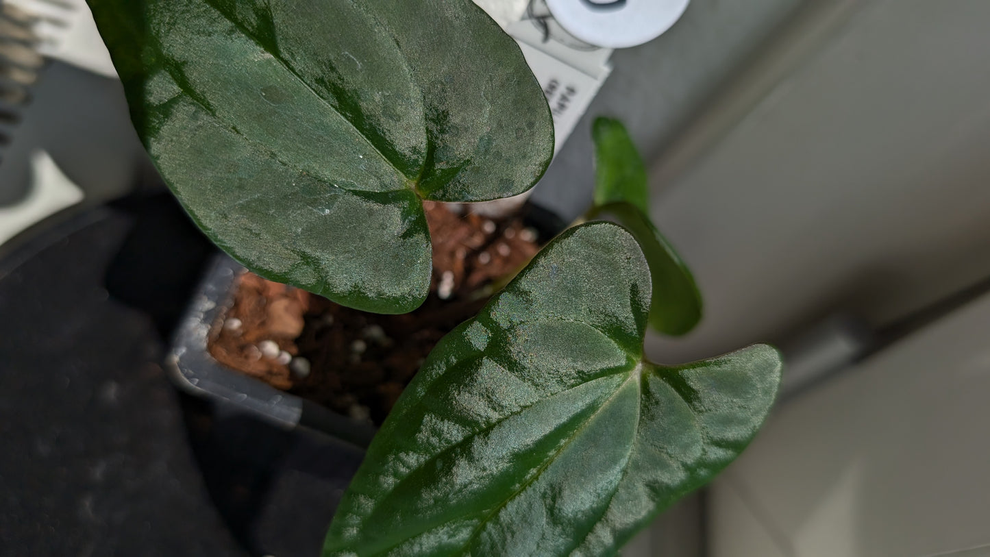 Anthurium PapillilaminumX (Red Sinus / Veins) x Papillilaminum 'Daniel'