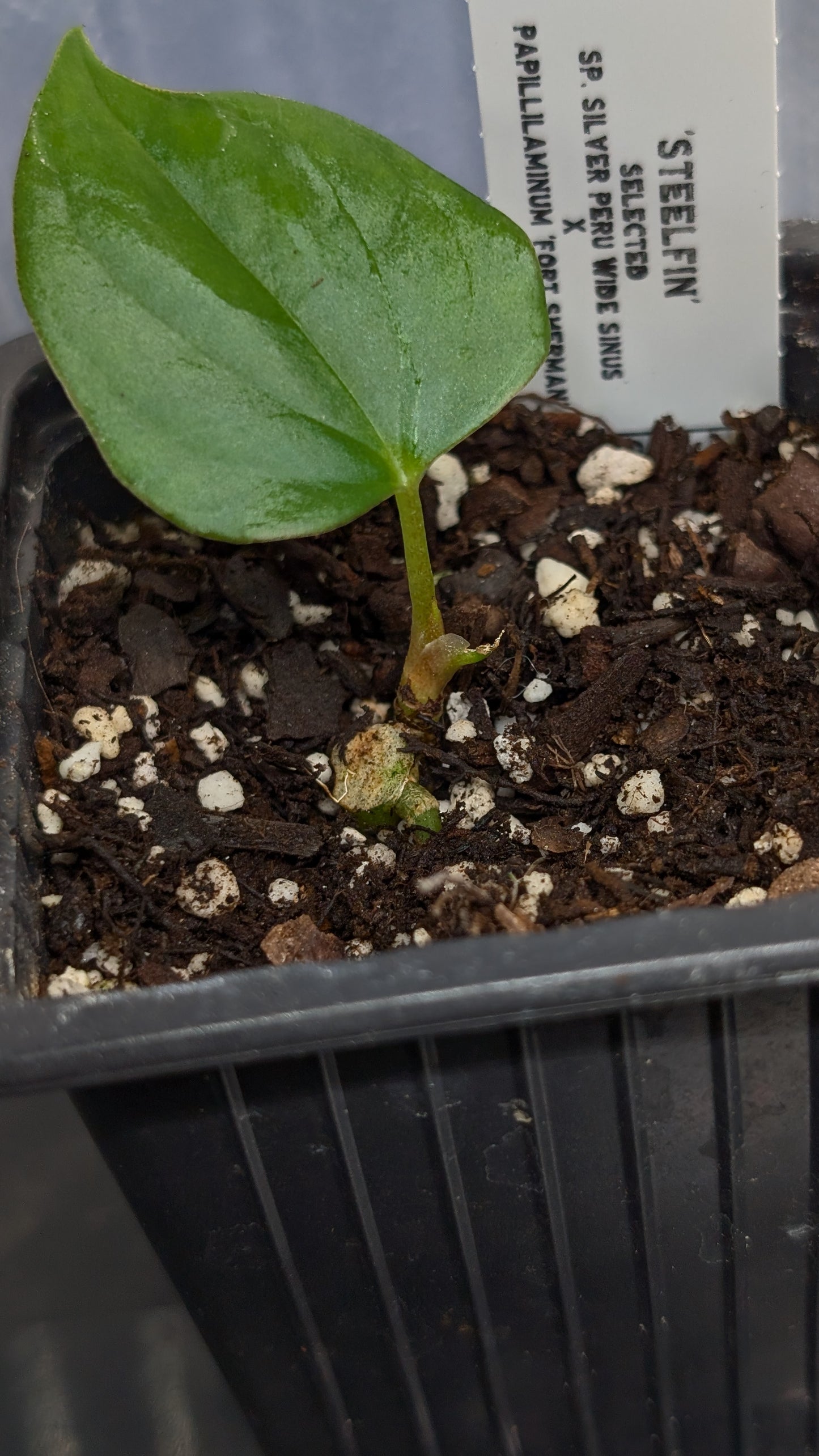 Anthurium 'Steelfin'