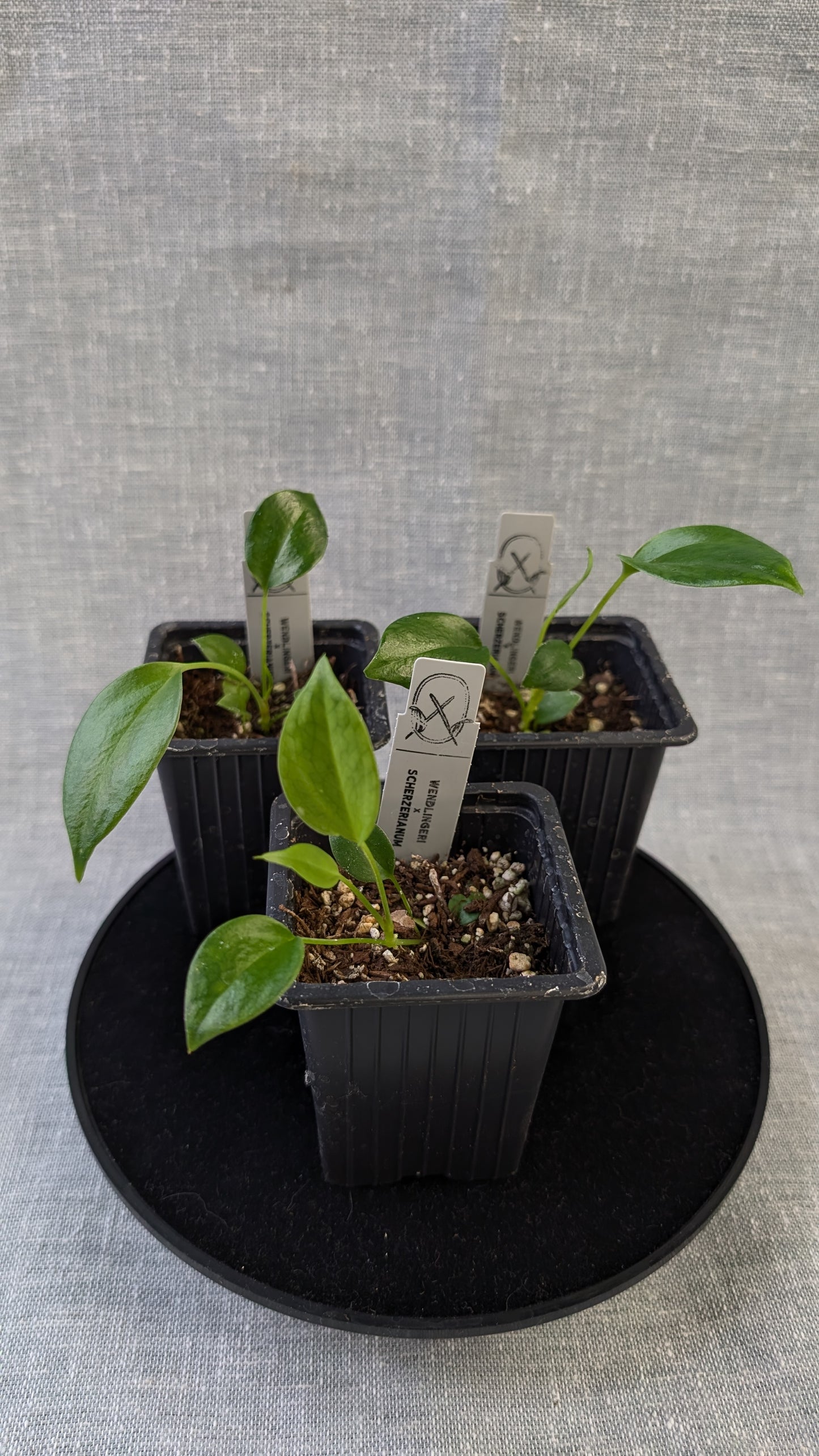 Anthurium Wendlingeri x Scherzerianum
