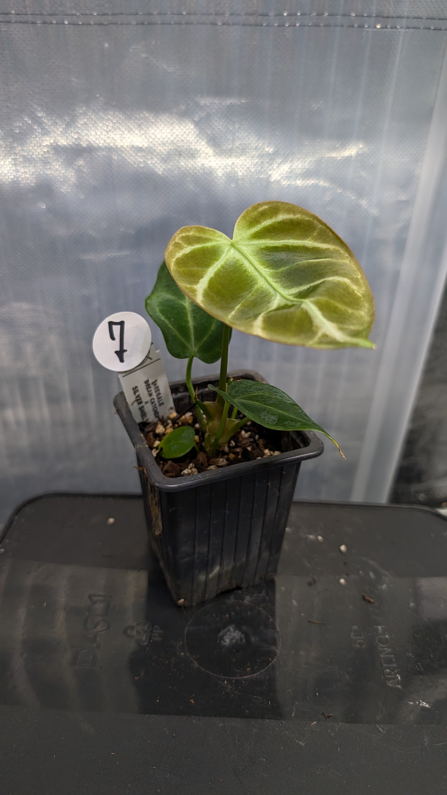 Anthurium Regale 'Dream Catcher' x 'Silver Shield'