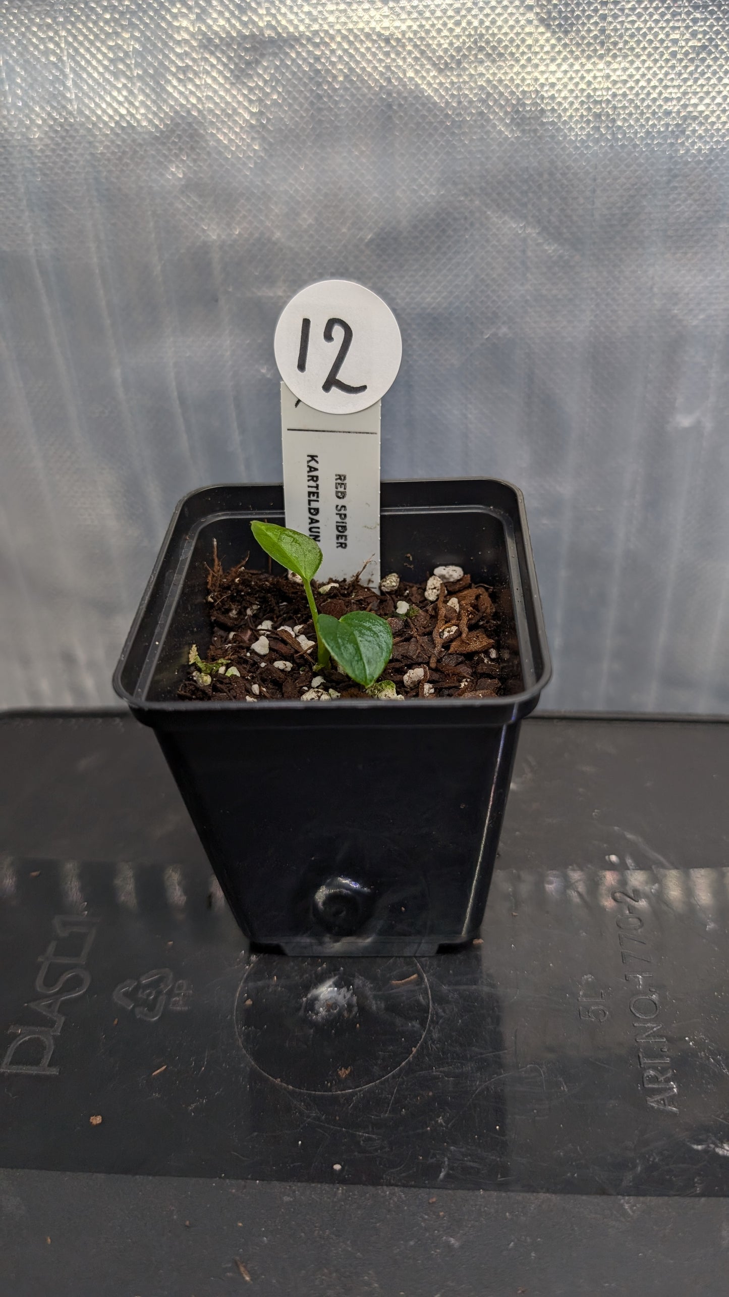Anthurium Red Spider CLONE