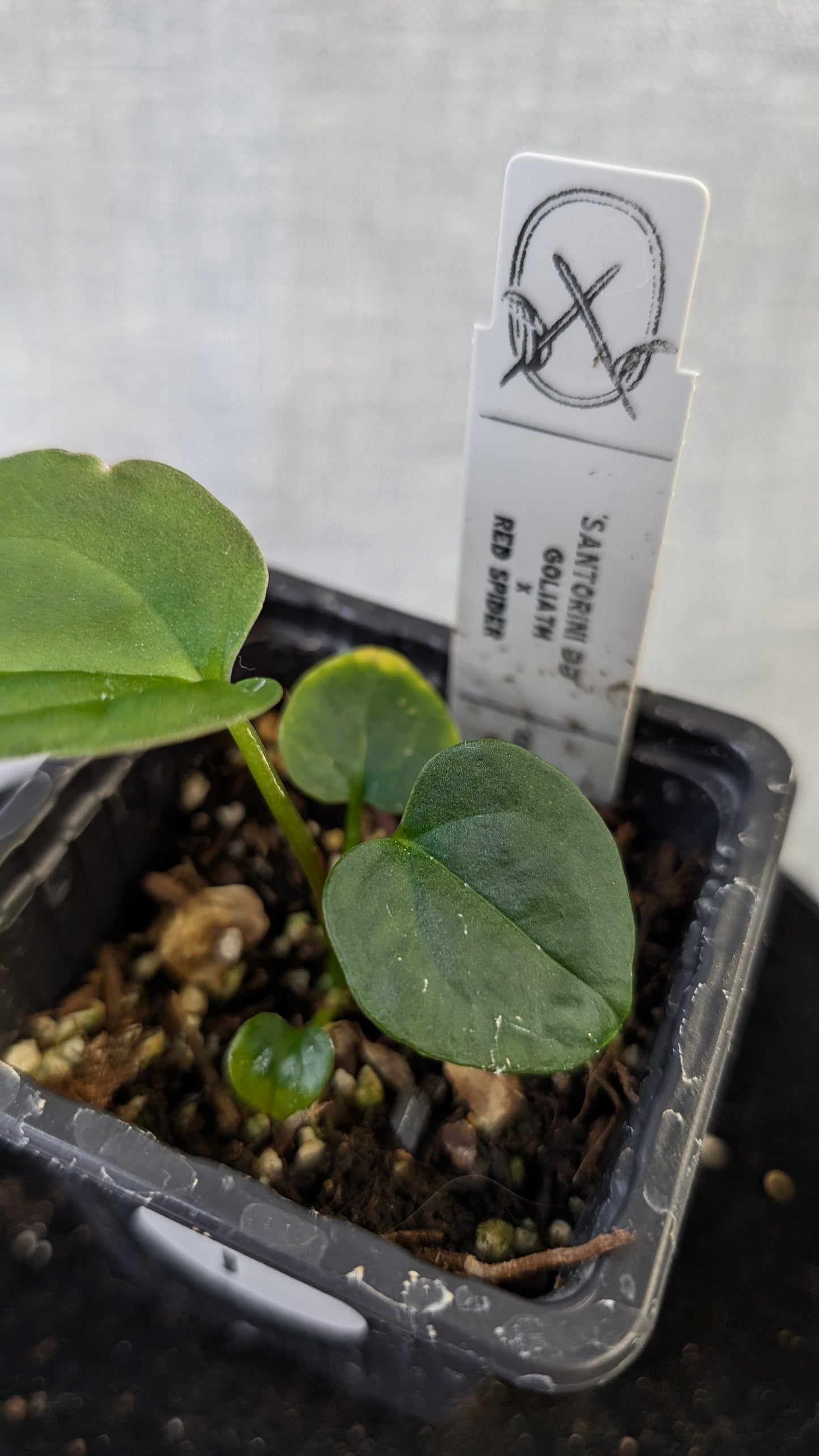 Anthurium Goliath x Red Spider