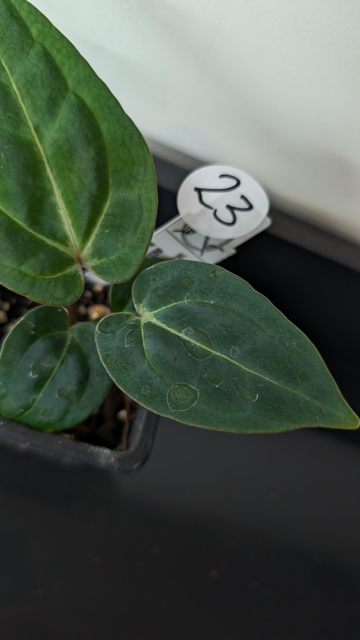 Anthurium Doc Block Zara x Michelle 'Selected Dark Form' x Besseae aff. 'Black Pillow'