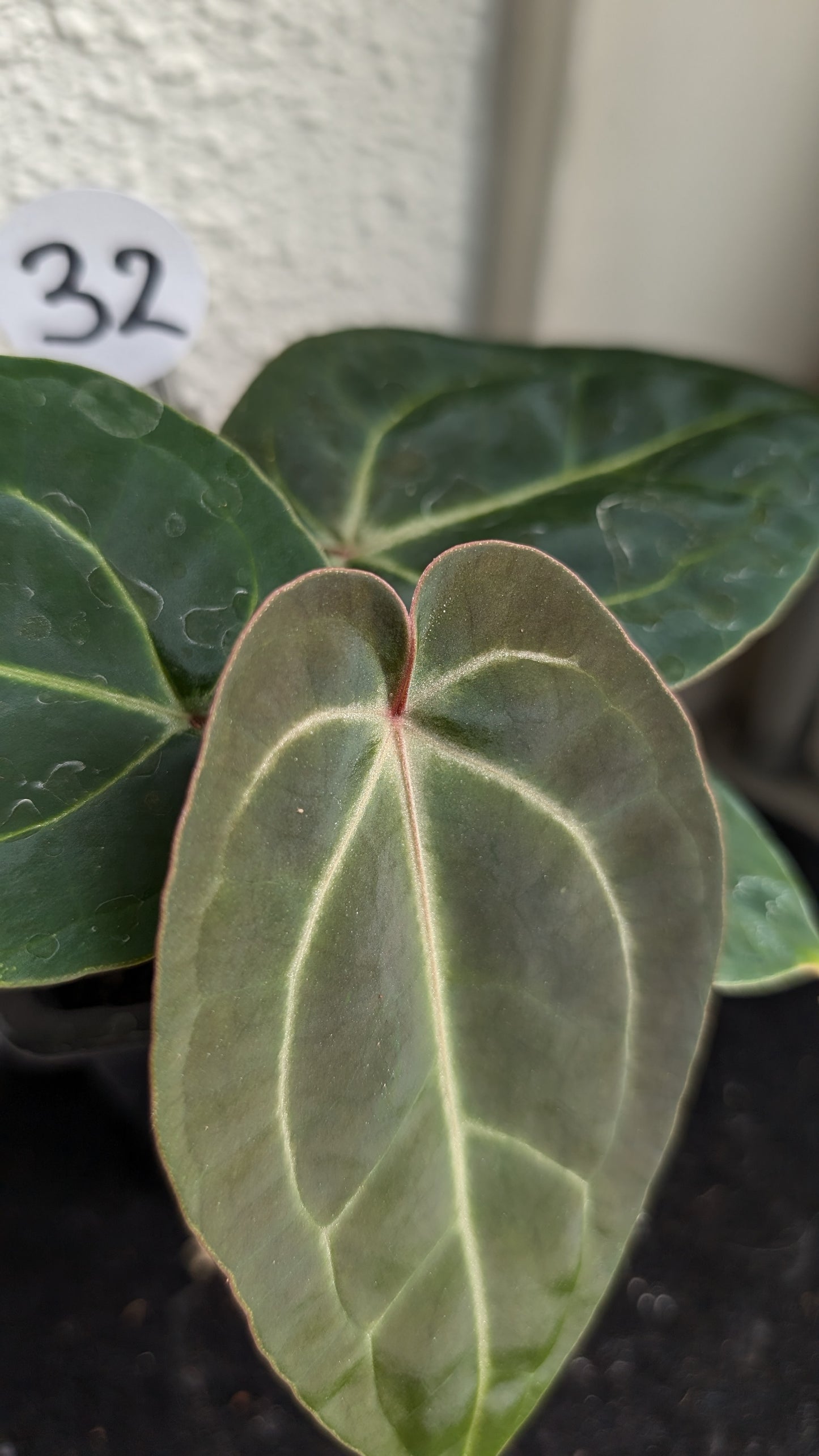 Anthurium Doc Block Zara x Michelle 'Selected Dark Form' x Besseae aff. 'Black Pillow'
