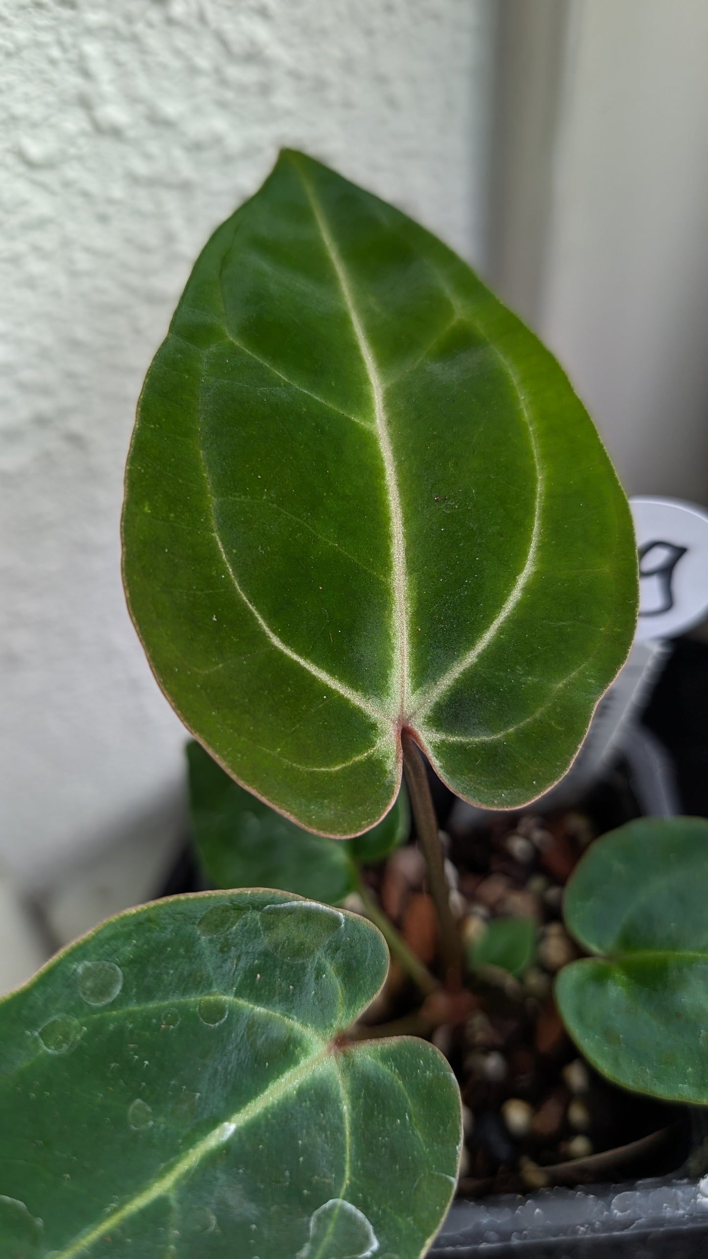 Anthurium Doc Block Zara x Michelle 'Selected Dark Form' x Besseae aff. 'Black Pillow'