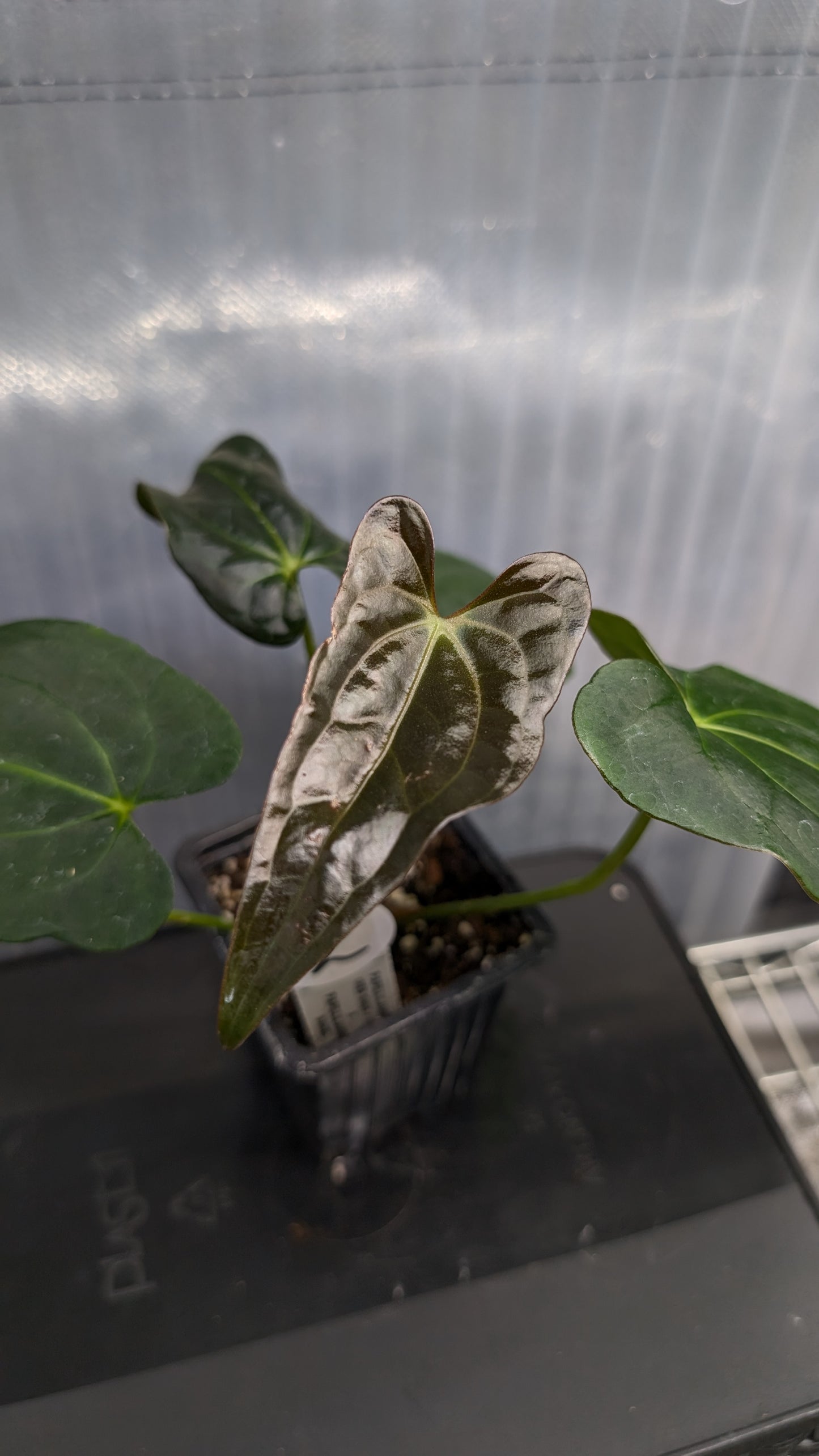 Anthurium PapillilaminumX (Red Sinus / Veins) x Papillilaminum 'Daniel'