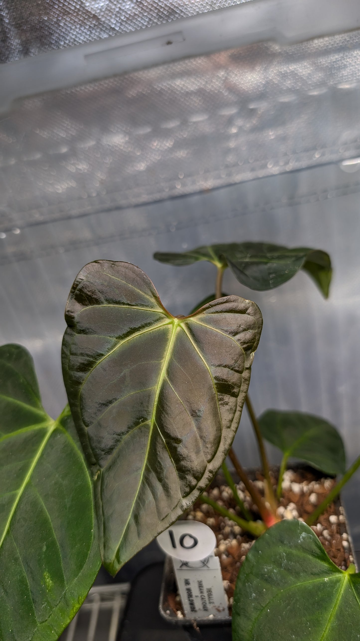 Anthurium Regale 'Dream Catcher' x Mr. Worldwide