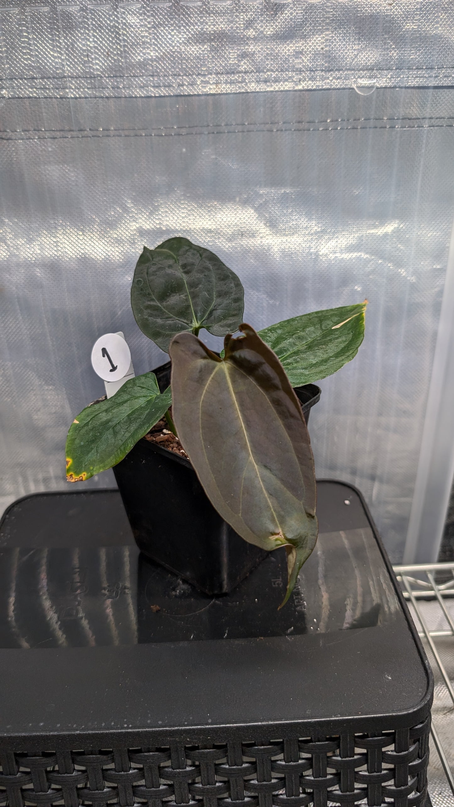 Anthurium Goliath x Red Spider