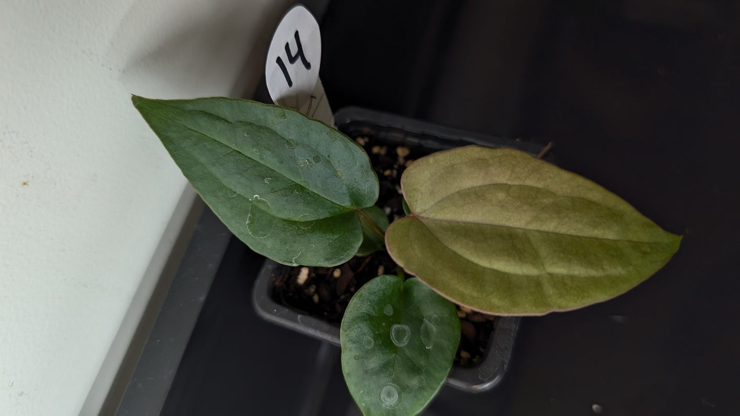 Anthurium 'Ace of Spagetii' x Luxurians