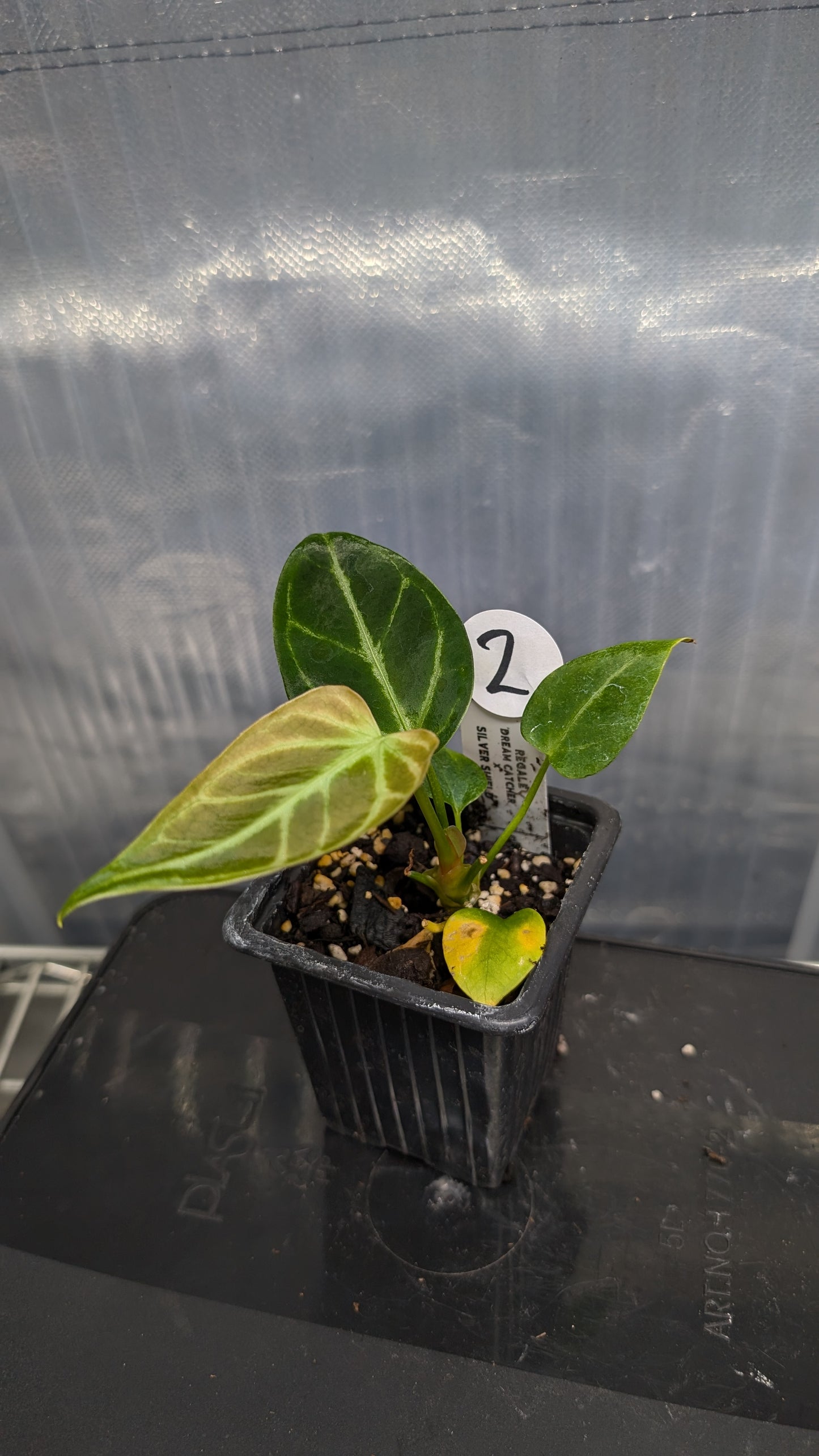 Anthurium Regale 'Dream Catcher' x 'Silver Shield'