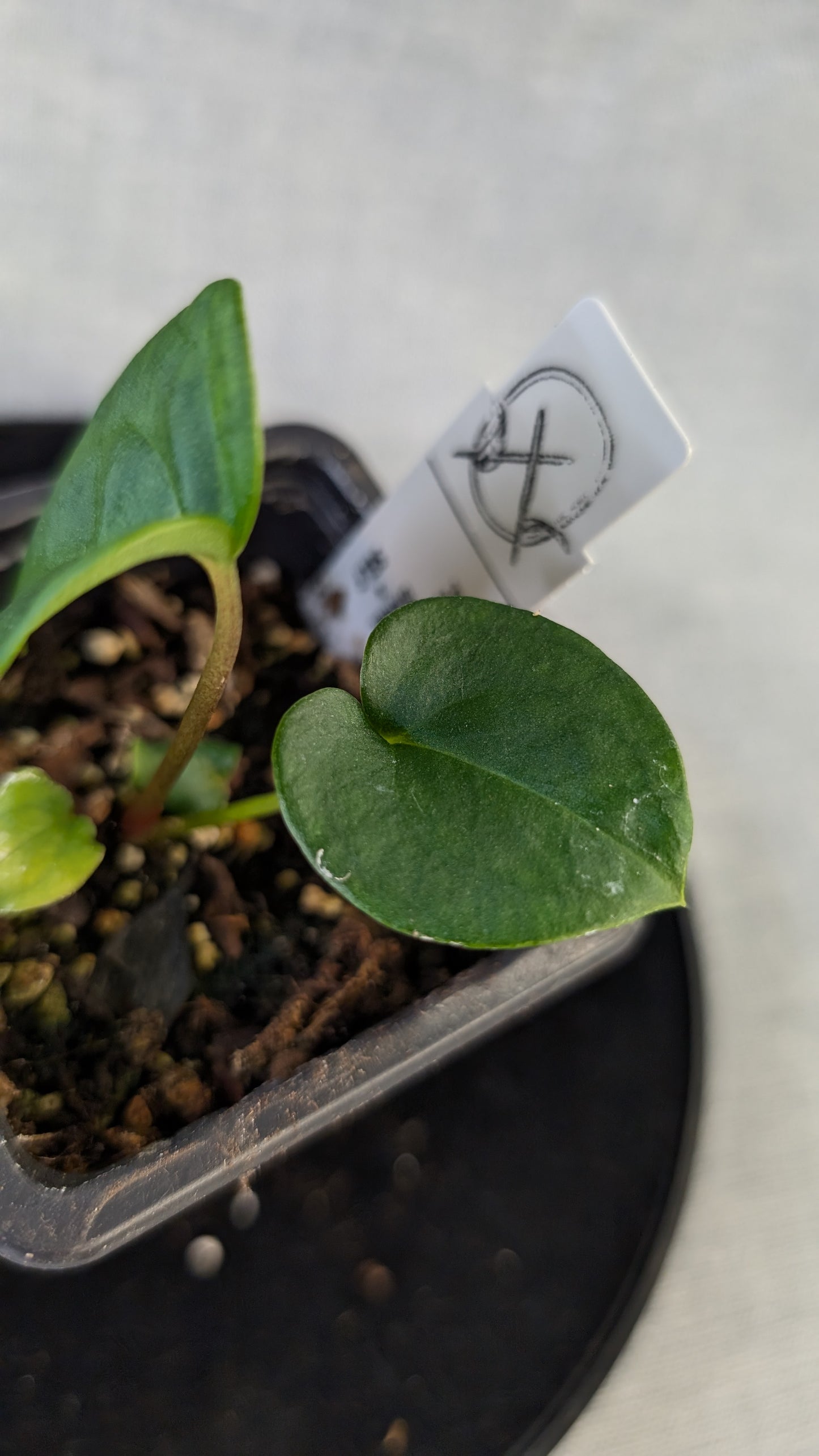 Anthurium Papillilaminum 'Daniel'