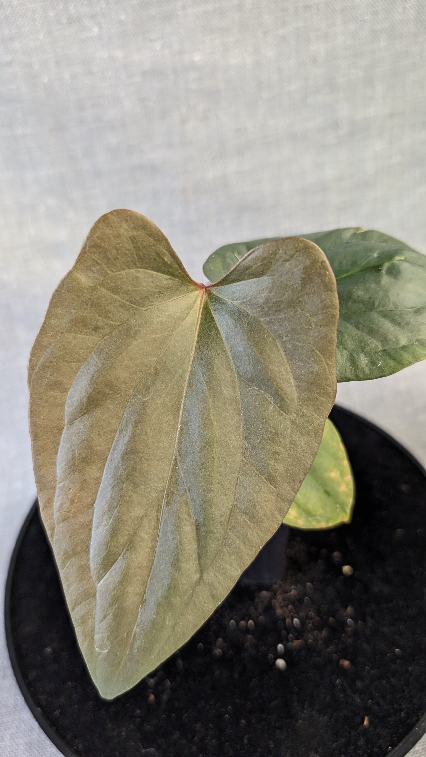 Anthurium Sp. Silver Peru Wide Sinus x Papillilaminum 'Fort Sherman'