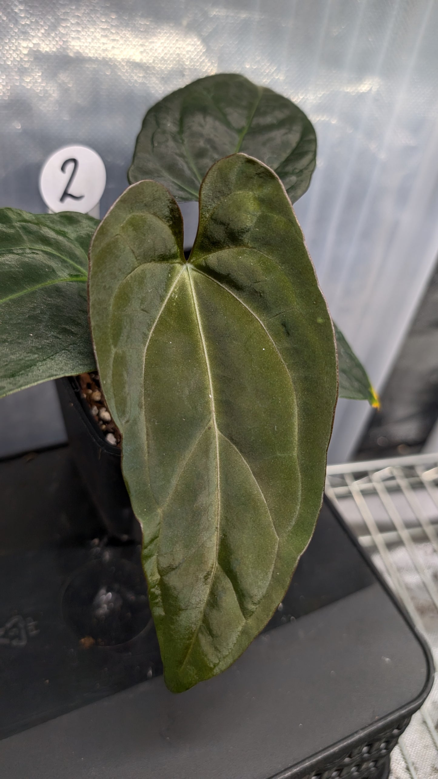 Anthurium Goliath x Red Spider