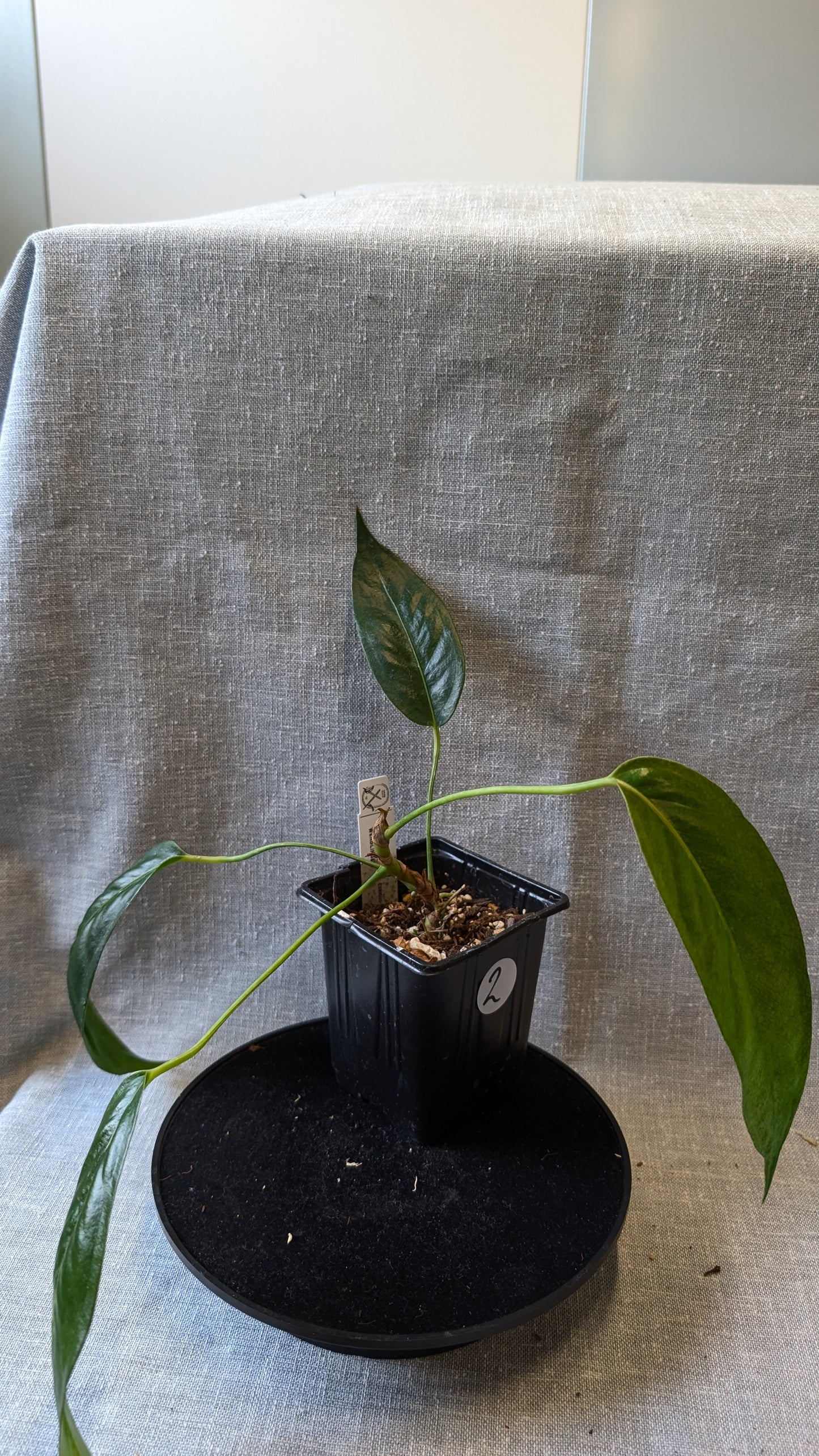 Anthurium Scherzerianum x Wendlingeri