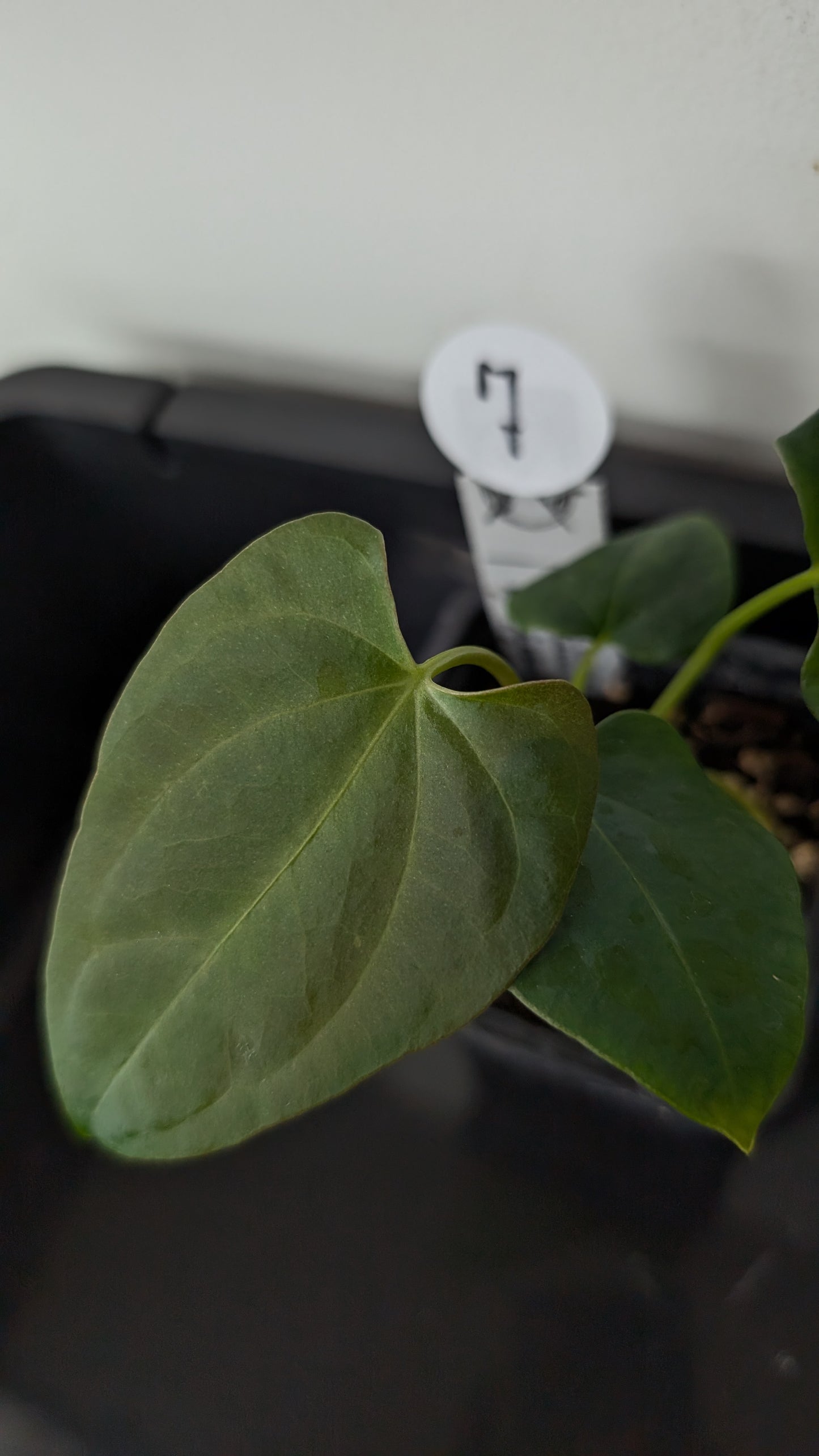 Anthurium Papillilaminum 'Fort Sherman' x Mr. Worldwide
