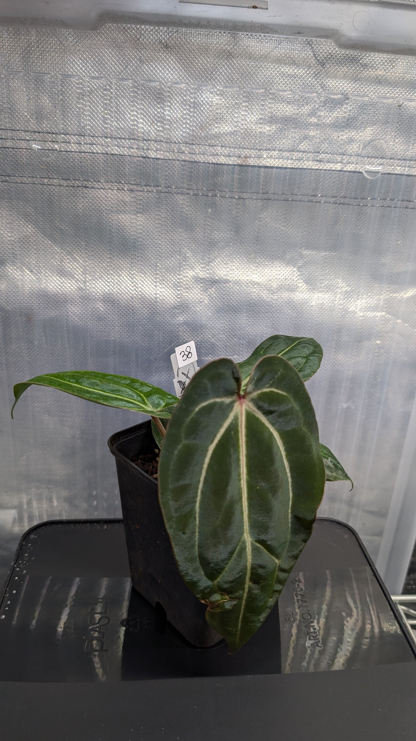 Anthurium Doc Block Zara x Michelle 'Selected Dark Form' x Besseae aff. 'Black Pillow'