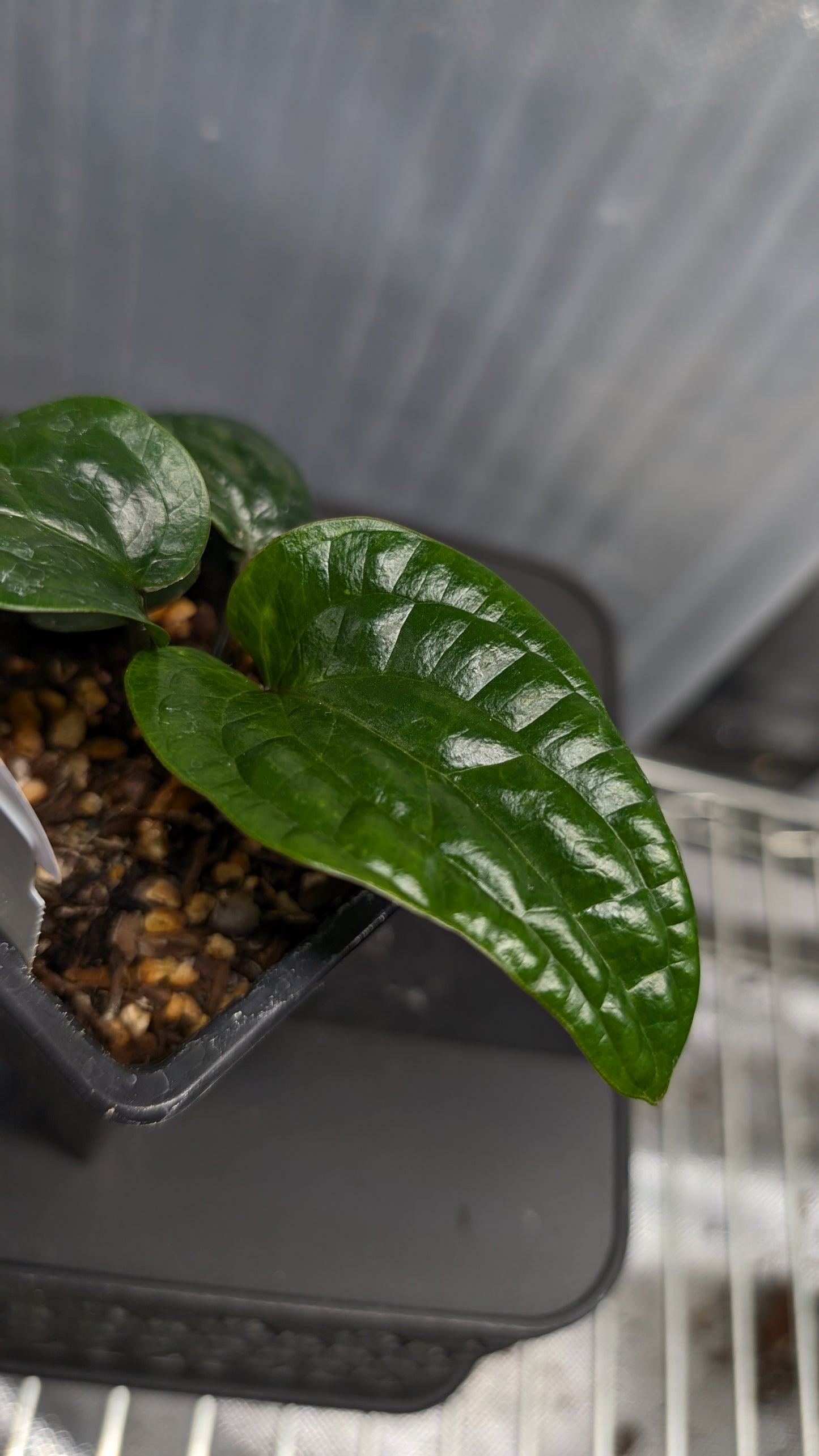 Anthurium Radicans clone