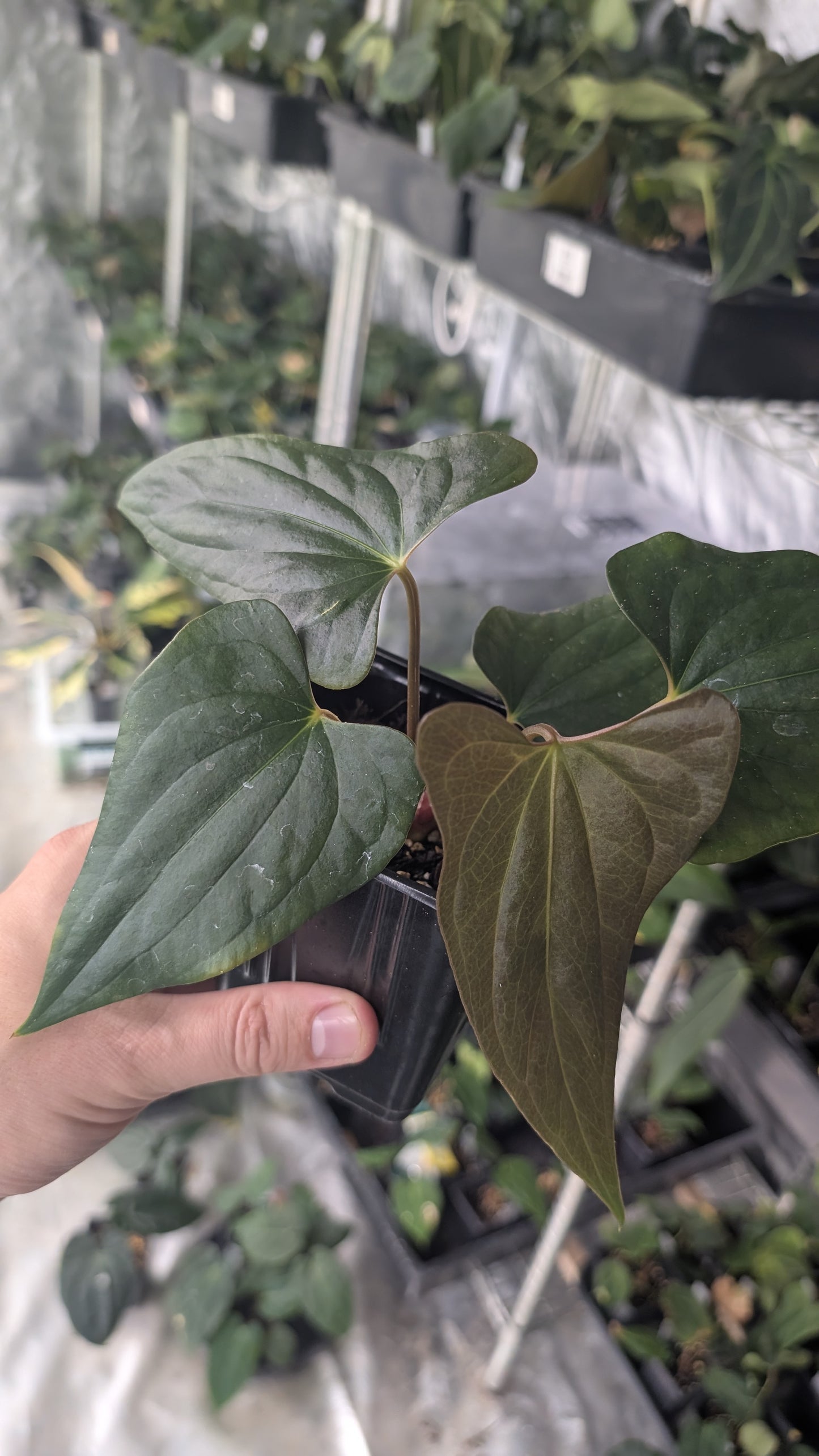 Anthurium 'Steelfin'