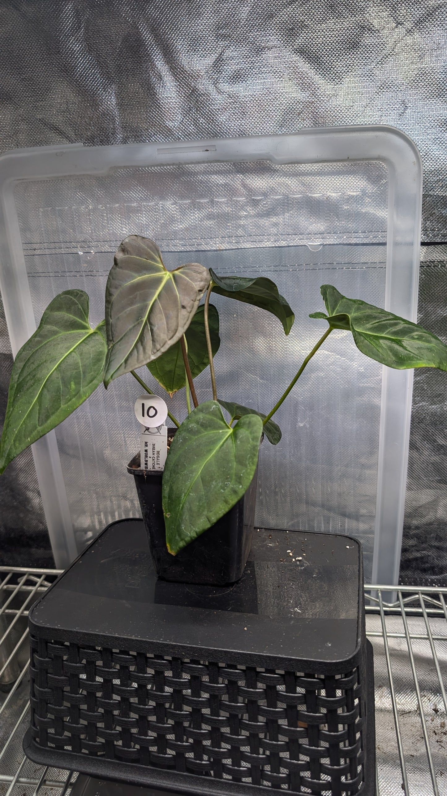 Anthurium Regale 'Dream Catcher' x Mr. Worldwide