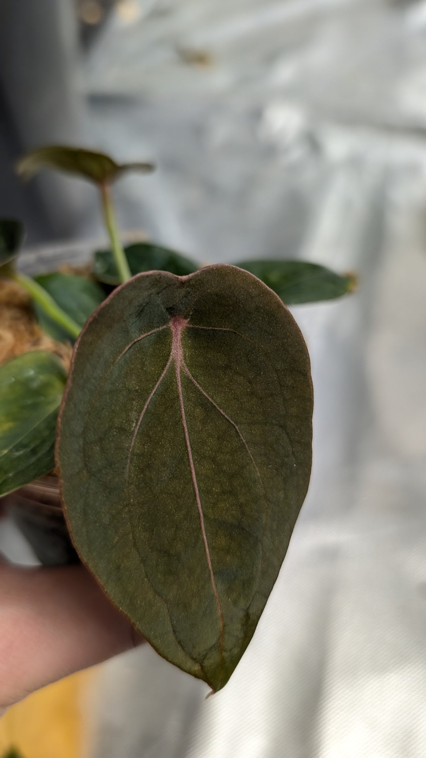 Anthurium Red Spider CLONE